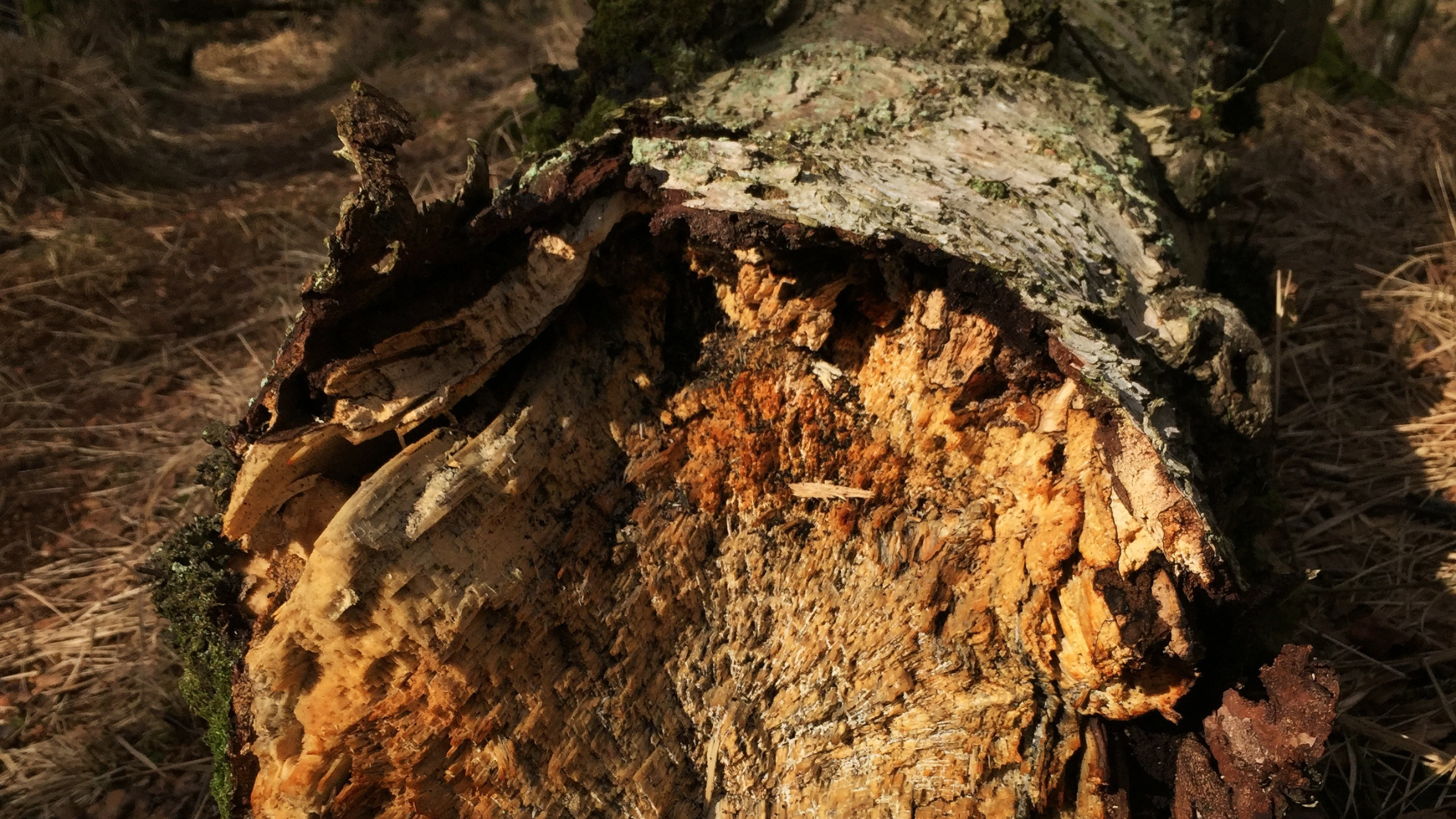 decayed tree trunk