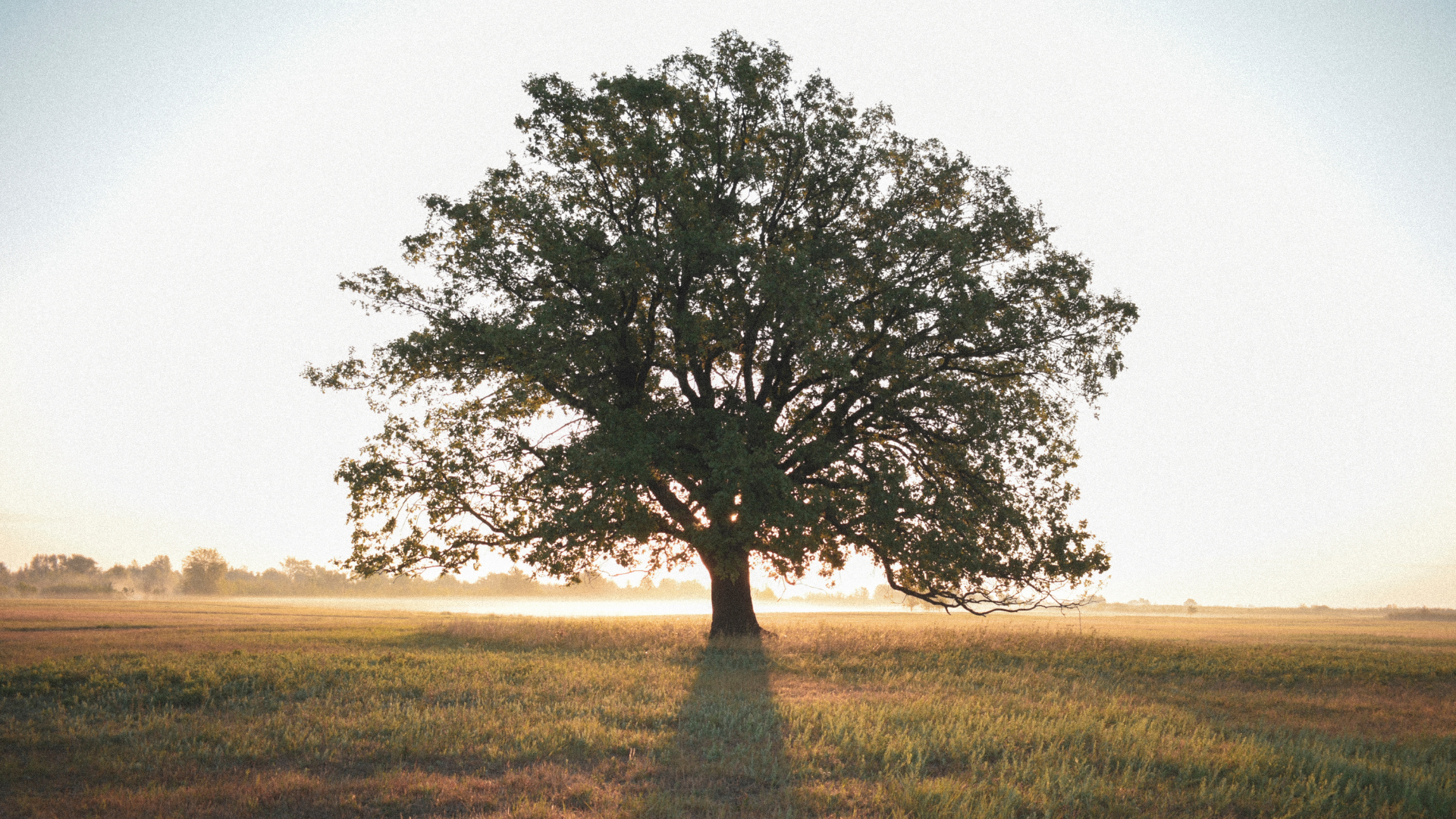 Solitary tree in a sunlit field at dawn, casting a long shadow