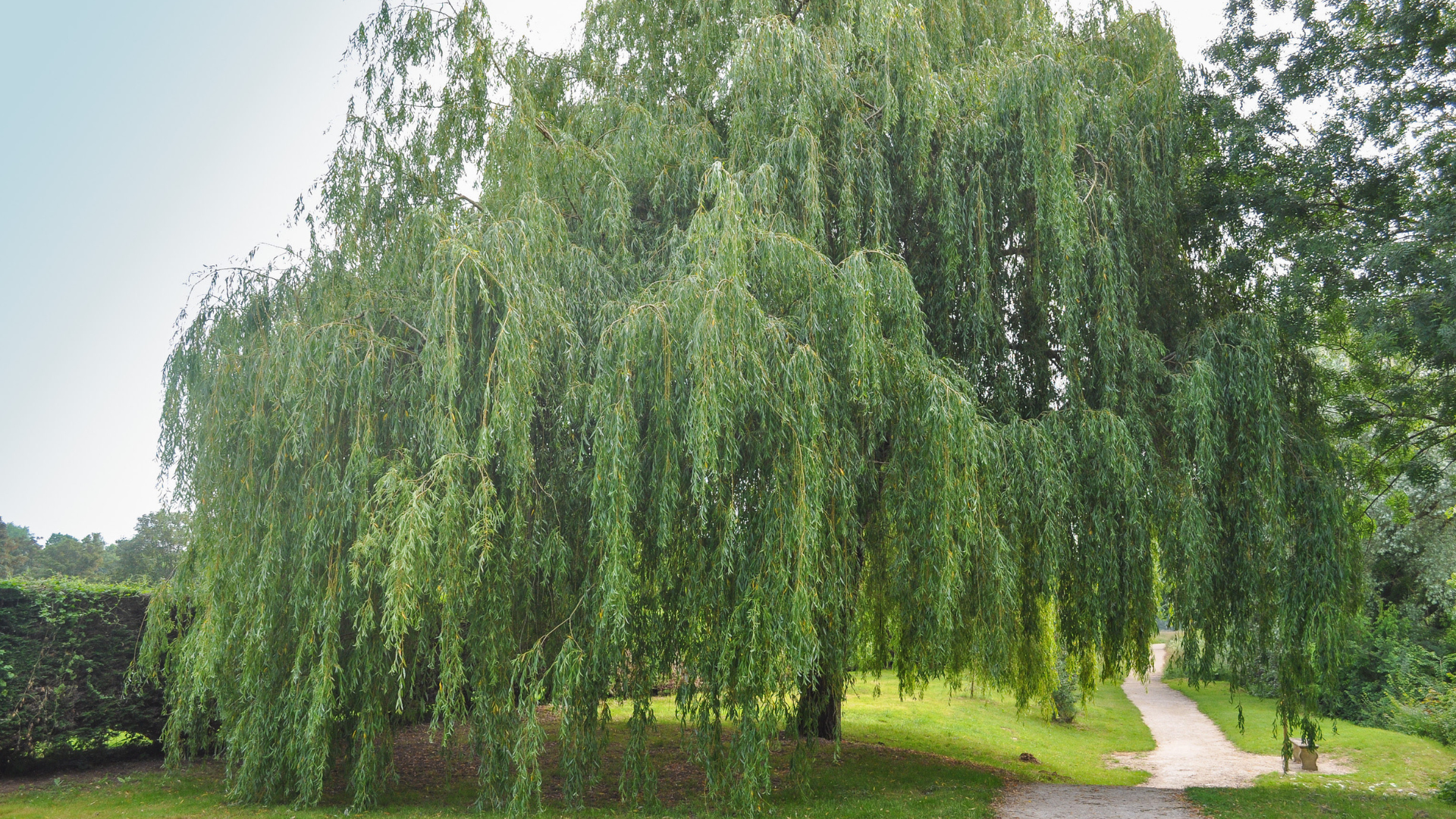 Lush weeping willow tree in a sunny park with a winding path