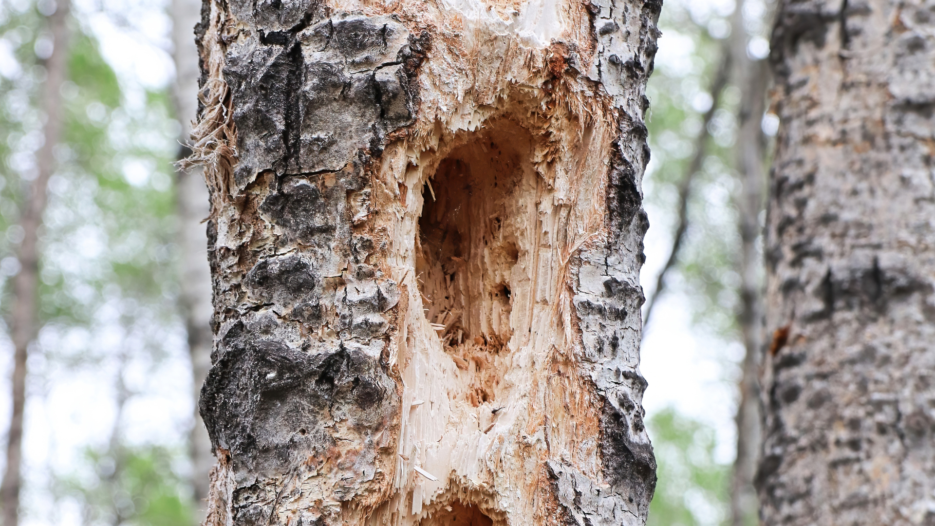 Close-up of a tree trunk with a large hollow cavity and rough bark in a forest setting