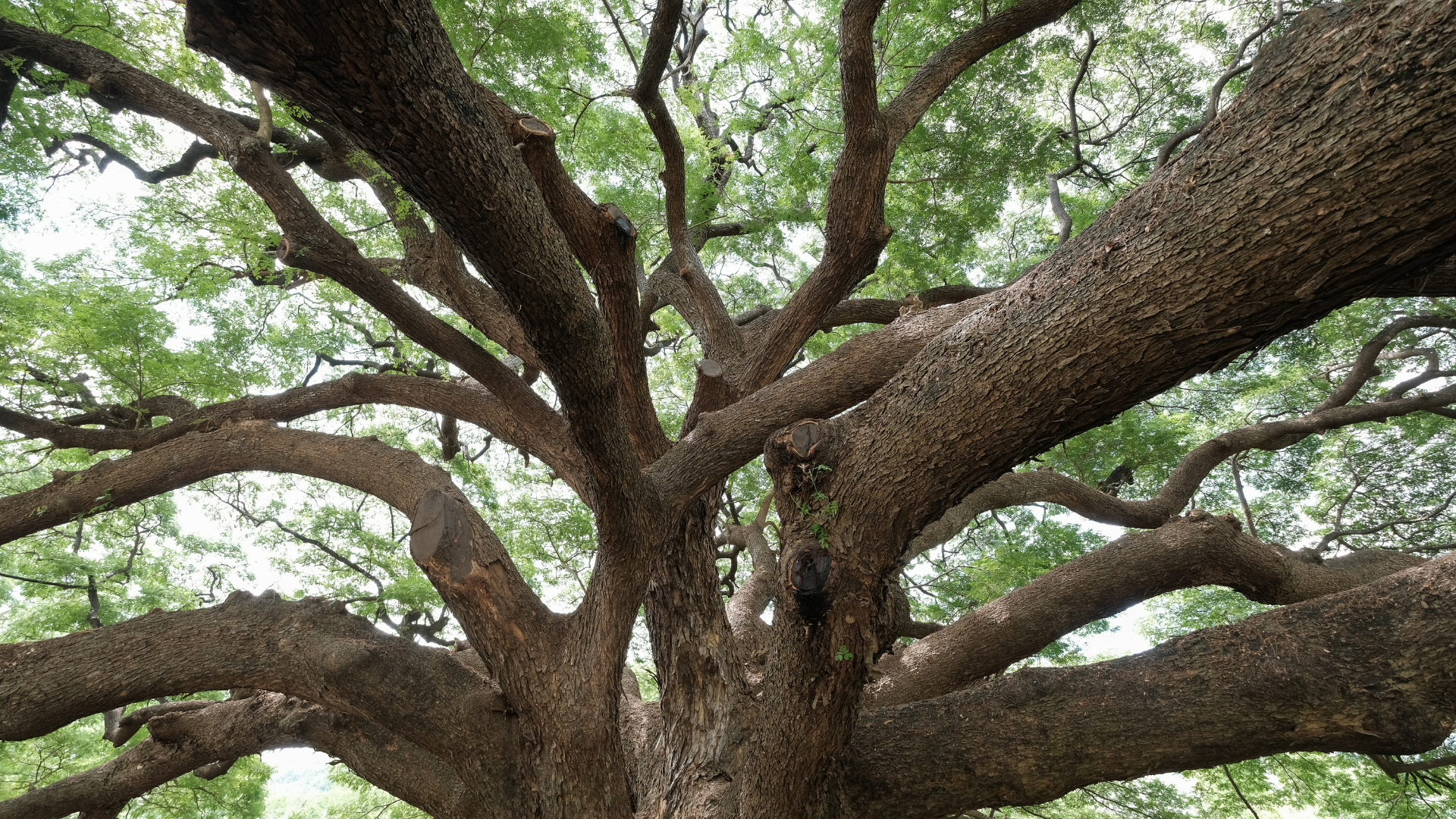 Large tree canopy with thick, twisting branches and green leaves filling the frame