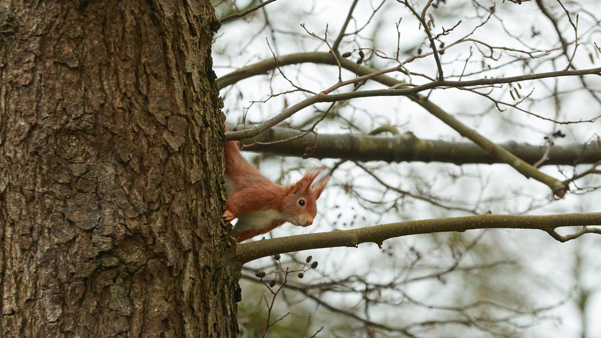 Red squirrel peeking from behind a tree trunk on bare branches in a wintery forest