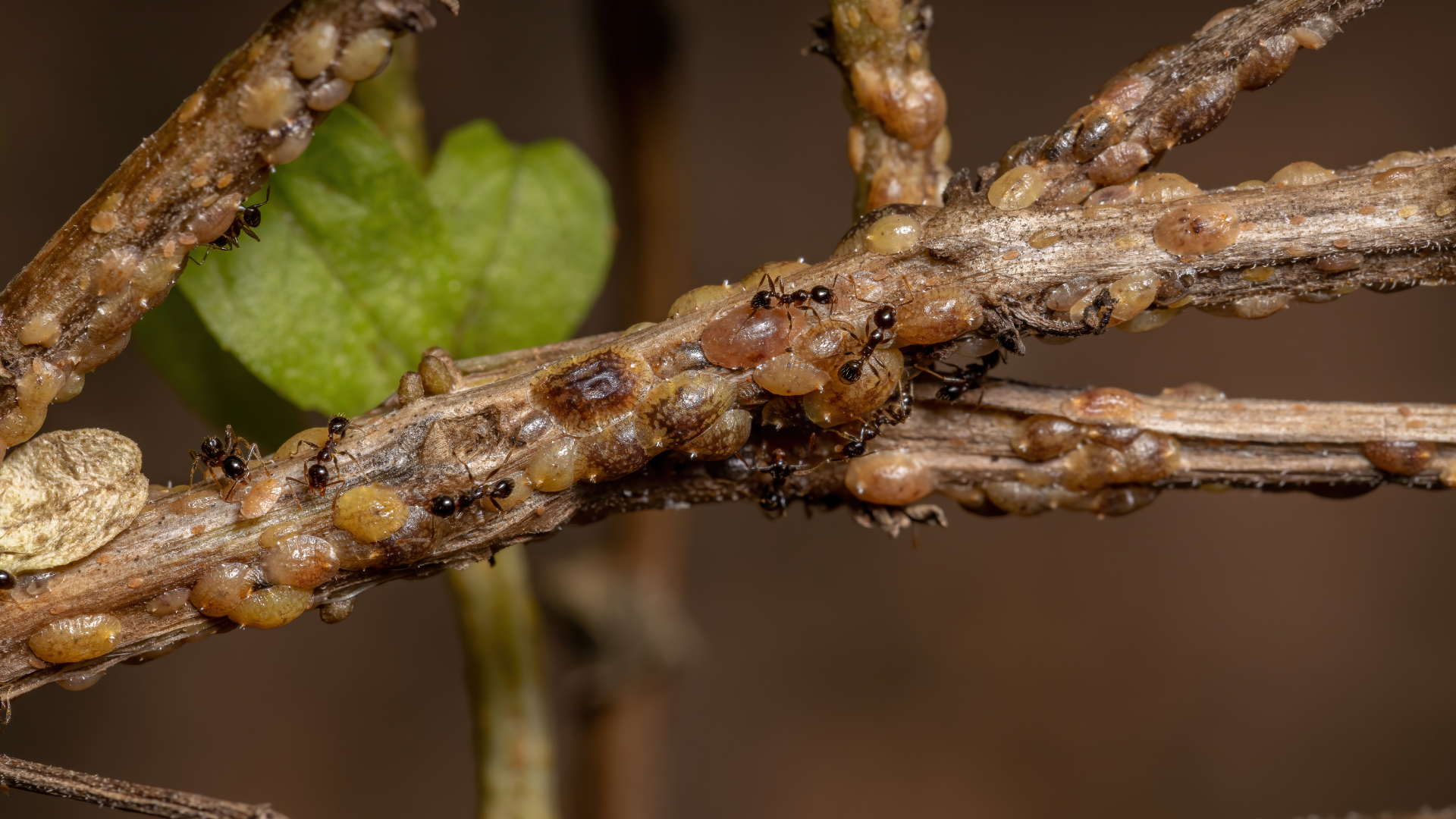 Brown scale insects clustered on a tree branch, with a blurred green leaf in the background