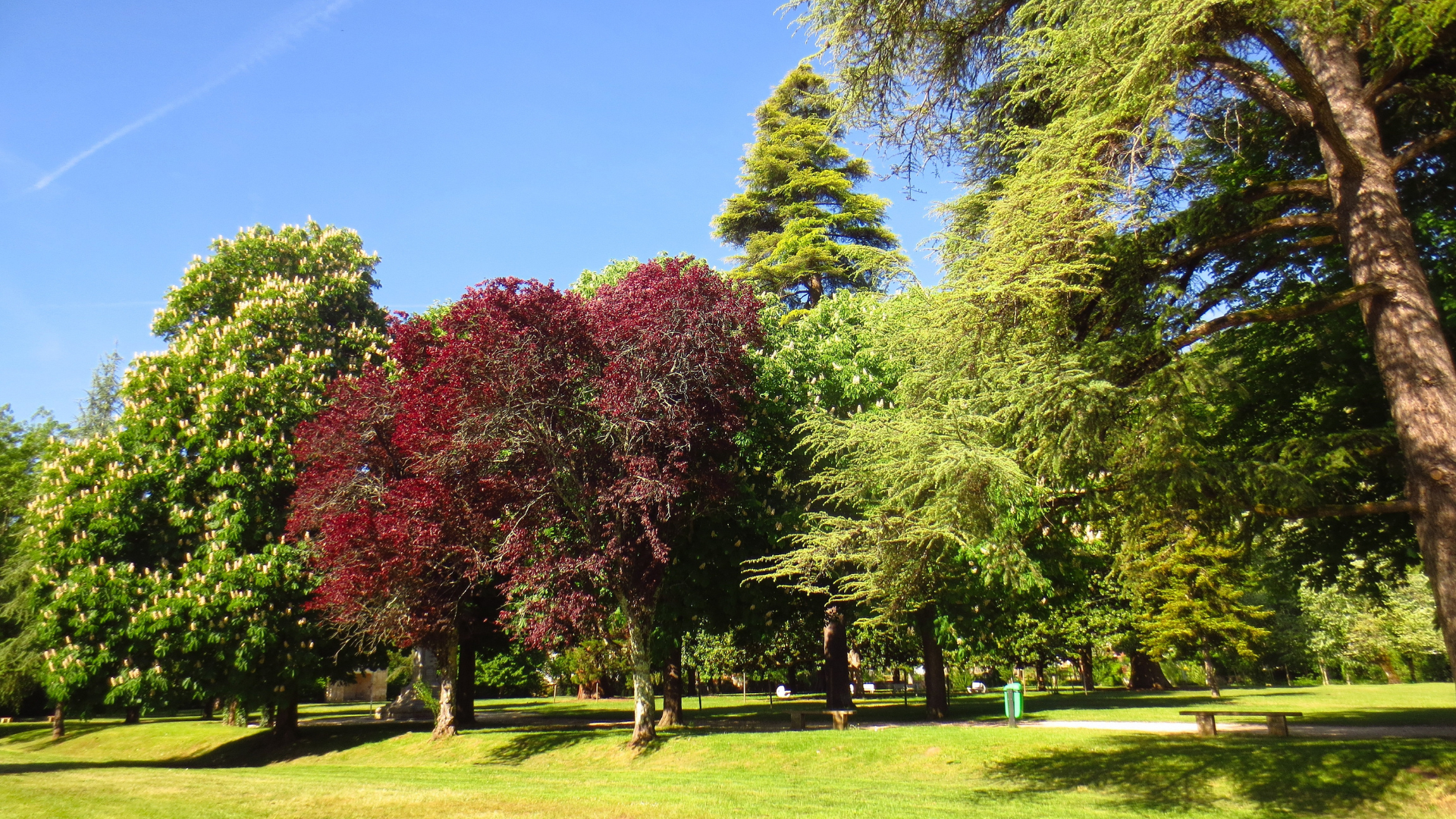 Sunny park with green grass and colorful trees, including one red-leaved tree, under a blue sky