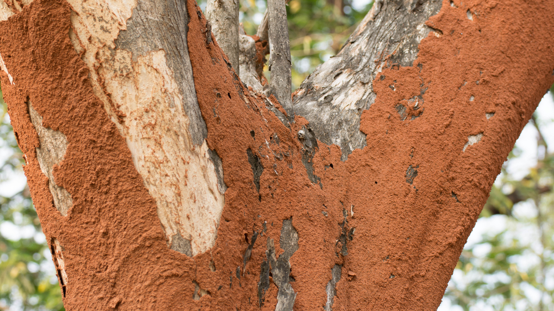 Close-up of a tree trunk with peeling reddish-brown bark and pale patches