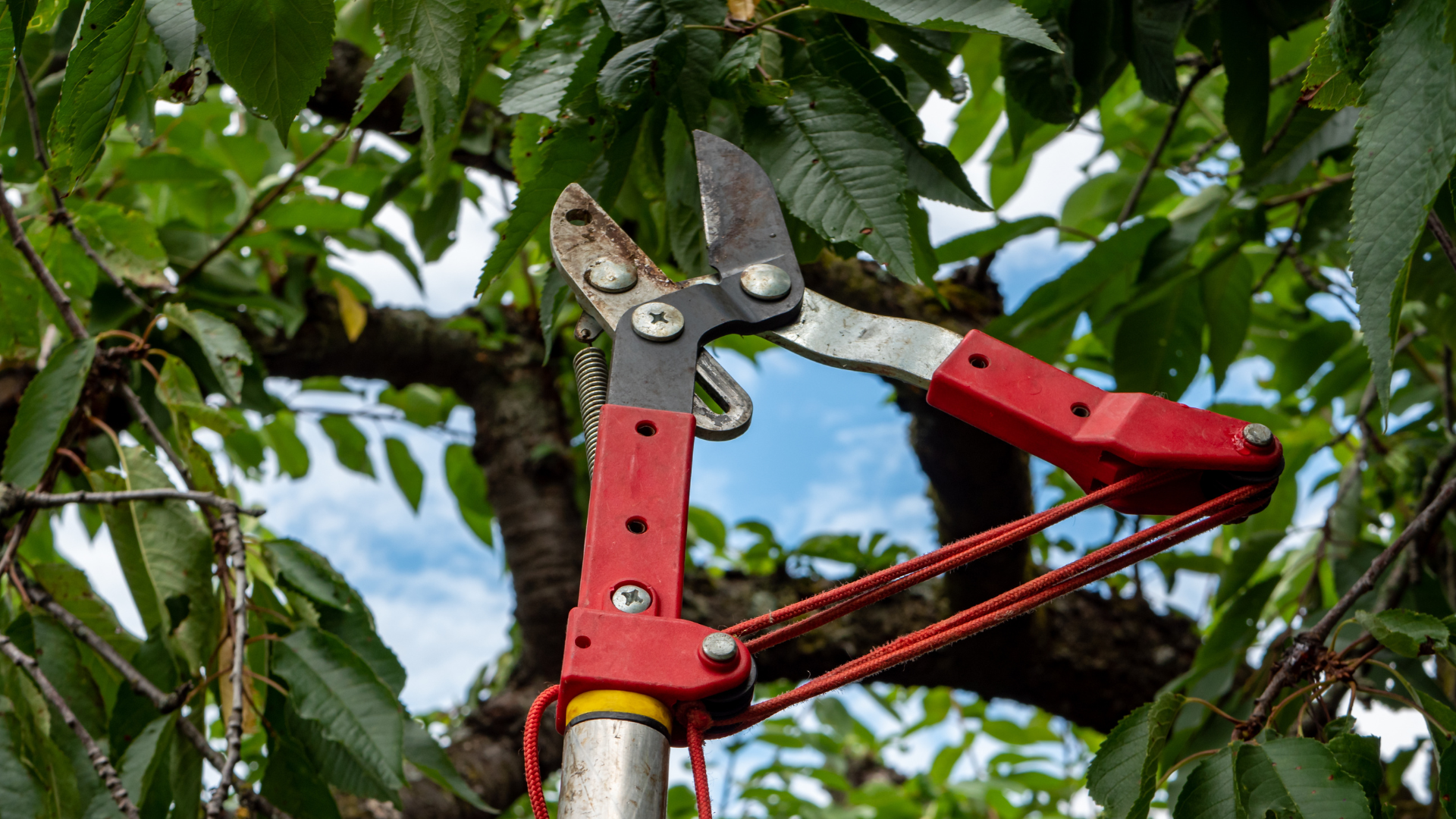 Red pruning shears clipped to a garden pole among green leaves and branches
