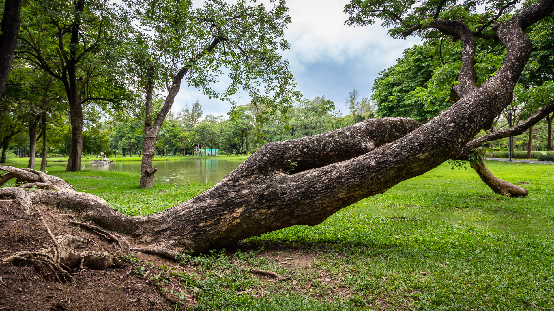 A fallen tree trunk arches across a green park lawn with leafy trees in the background.