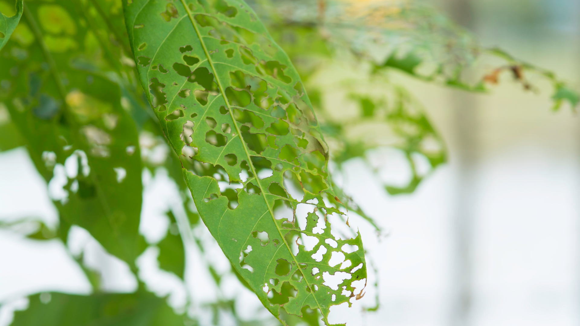 Close-up of green leaves with holes, hanging in soft daylight.
