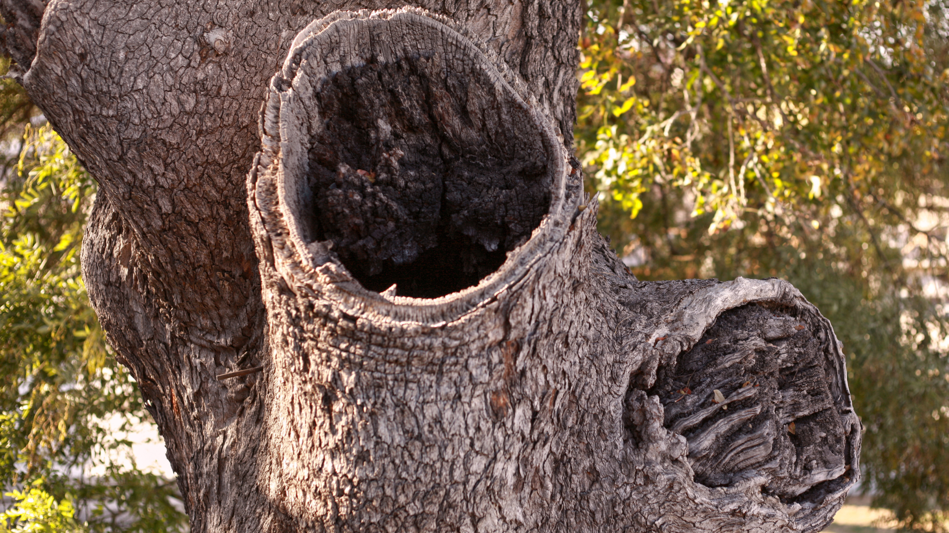 Close-up of a rough tree trunk with two large hollow knots in warm sunlight