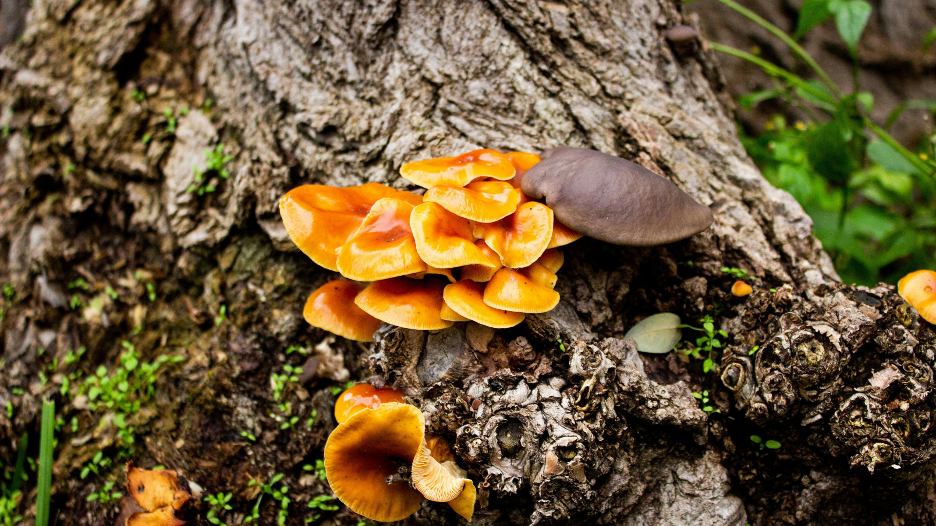 mushrooms on a tree base