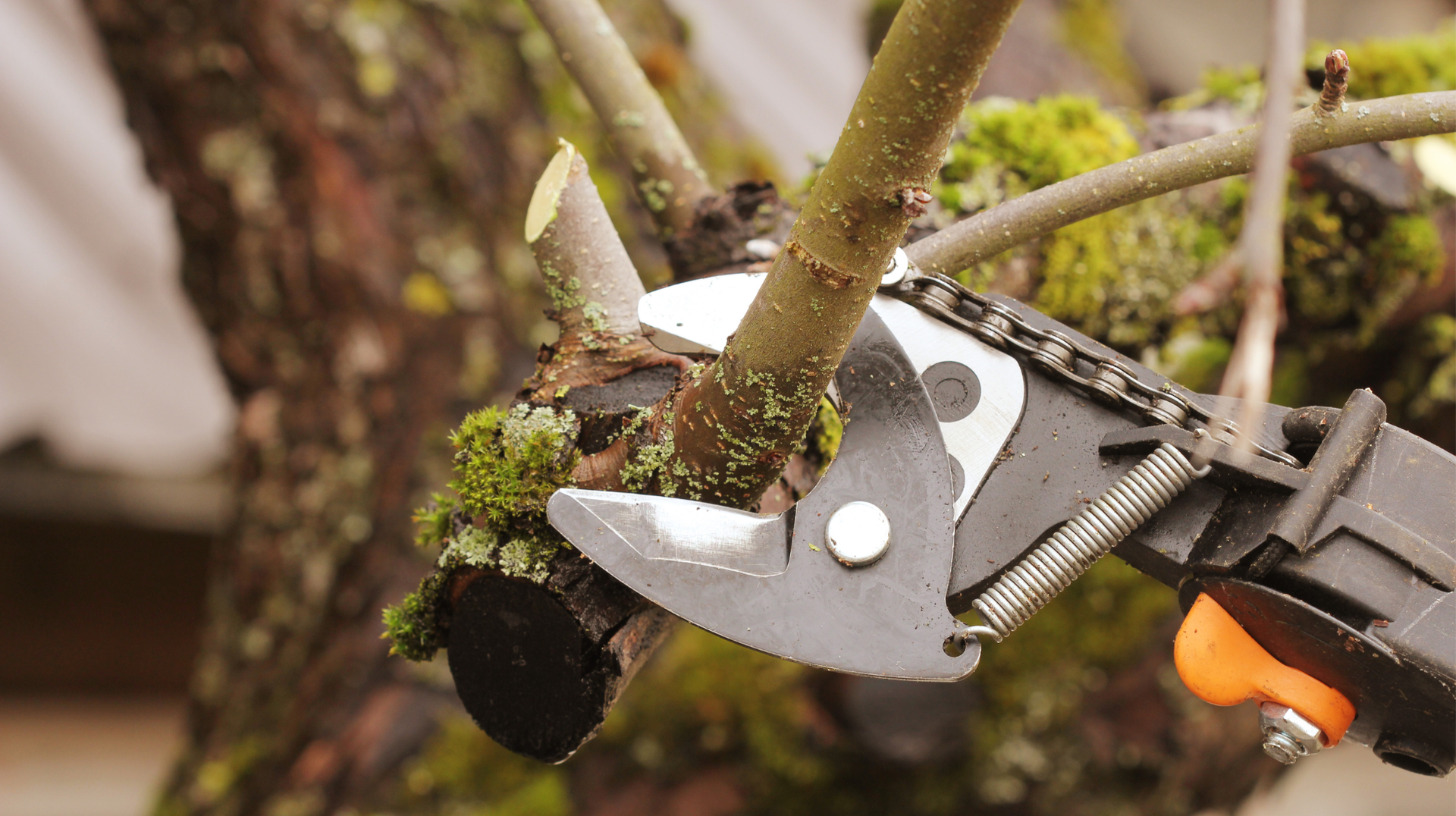 A person is cutting a tree branch with a pair of scissors.