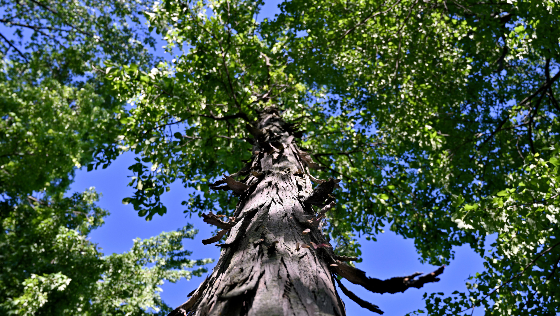 Looking up at the branches of a tree with lots of green leaves against a blue sky.