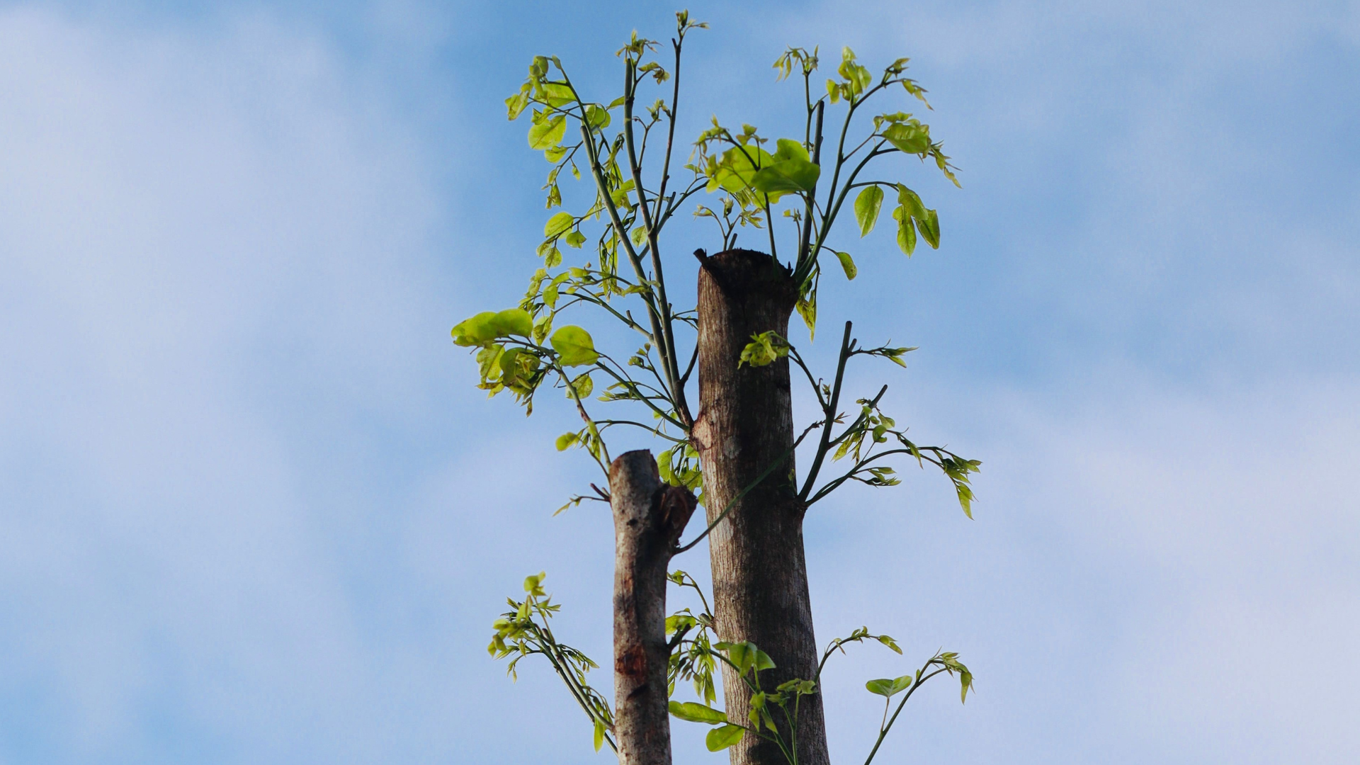 Cut tree trunks with fresh green leaves against a blue sky