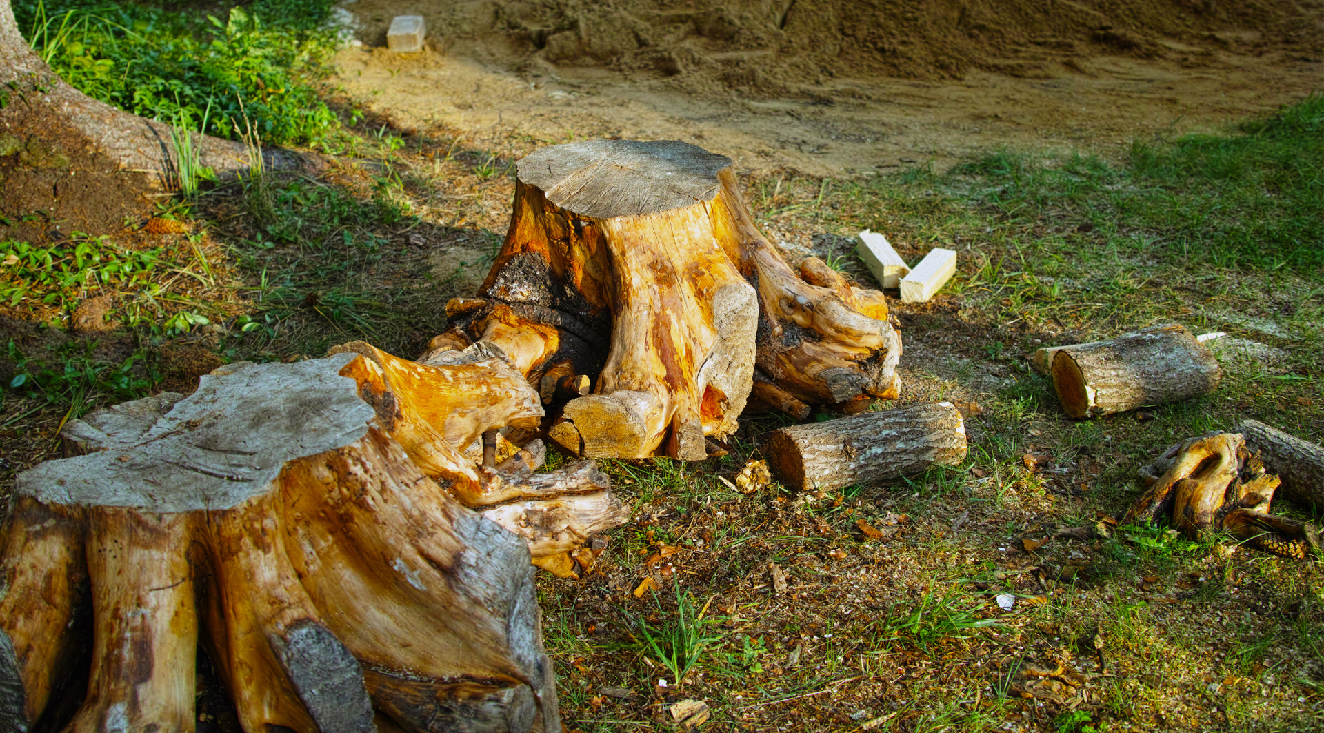 A pile of logs and stump in the grass.