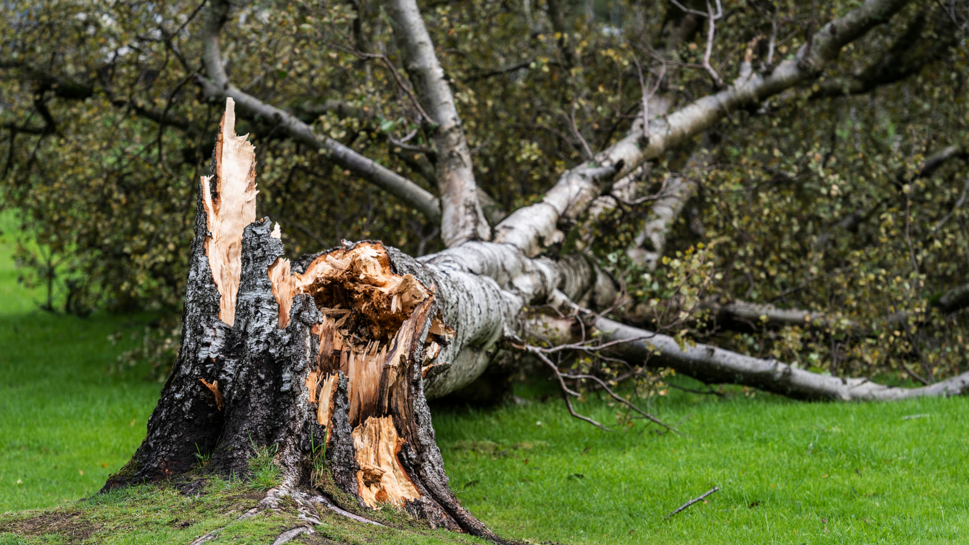 Fallen tree with a broken trunk in a grassy park, branches sprawled on the ground.