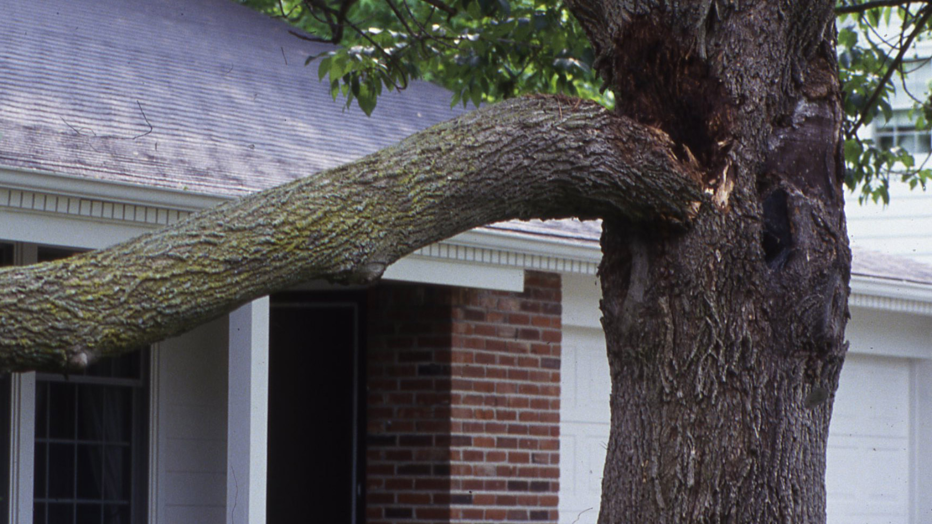 Large tree trunk and branch pressed against a house roof and brick wall, blocking part of the front entry.