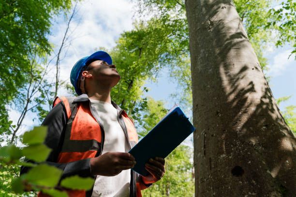 tree expert inspecting a tree pecked by a woodpecker
