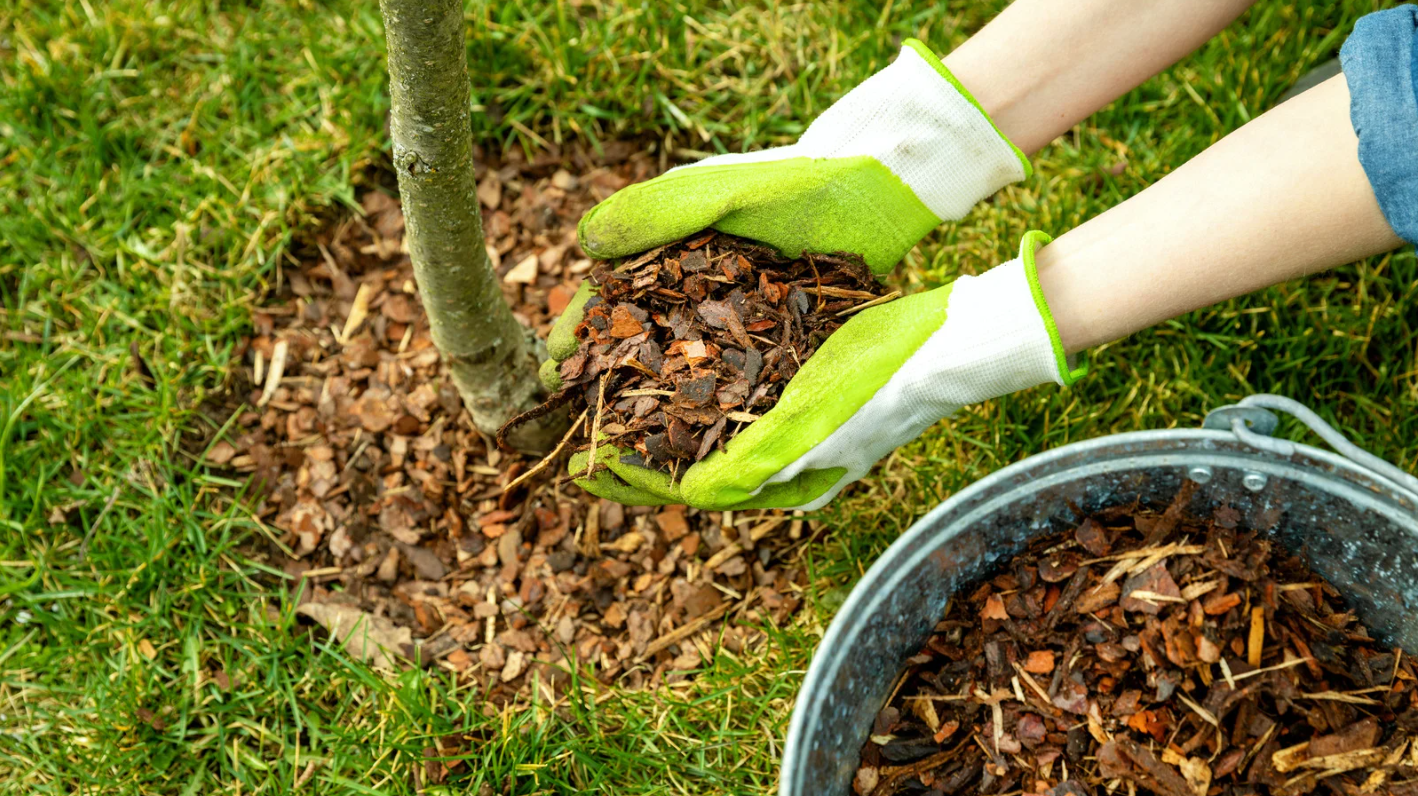 Hands in green gloves spreading mulch around a tree in a garden.
