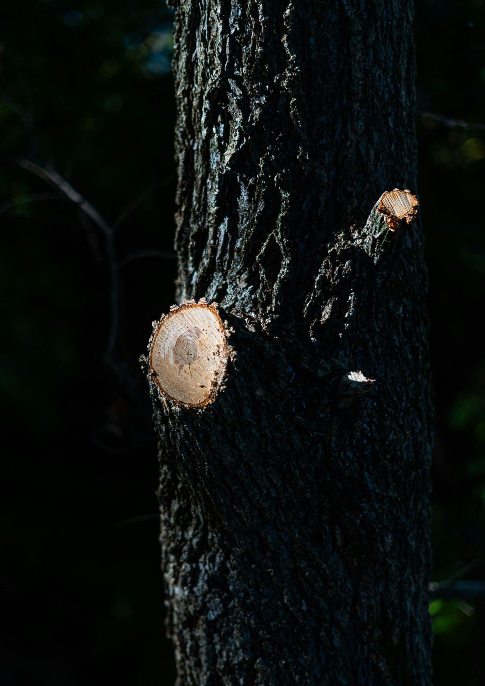 A large tree with a blue hose attached to it is in front of a house.