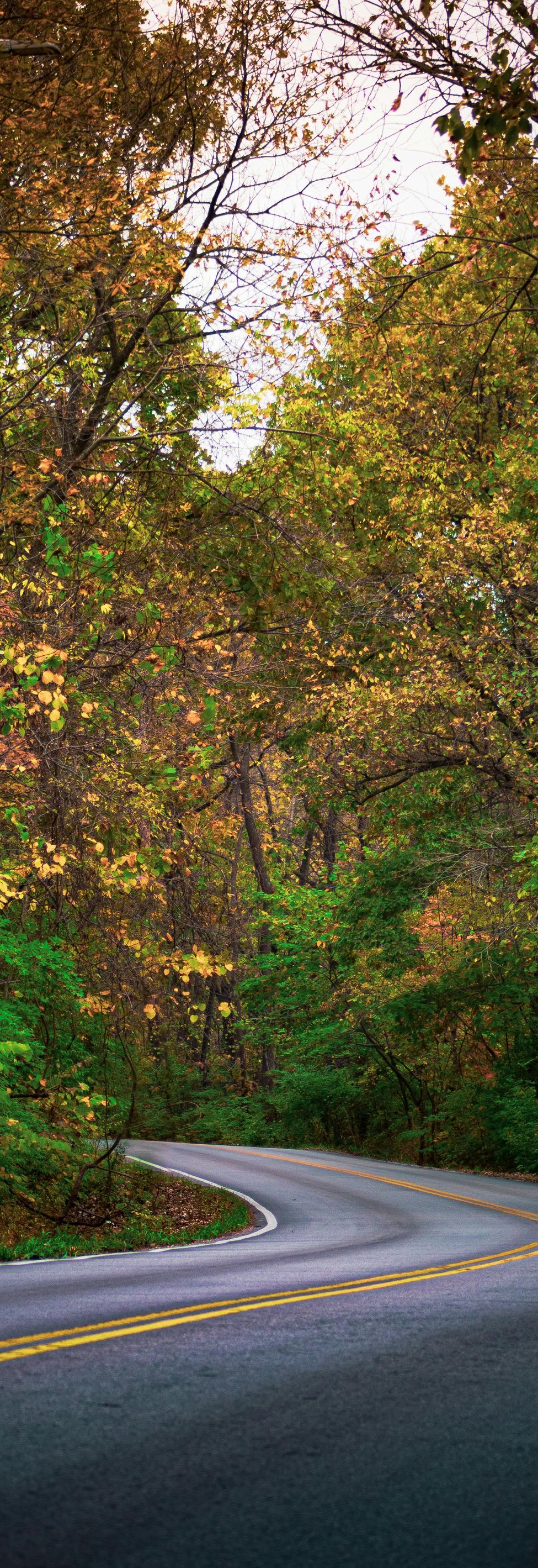 Winding road through colorful autumn trees.