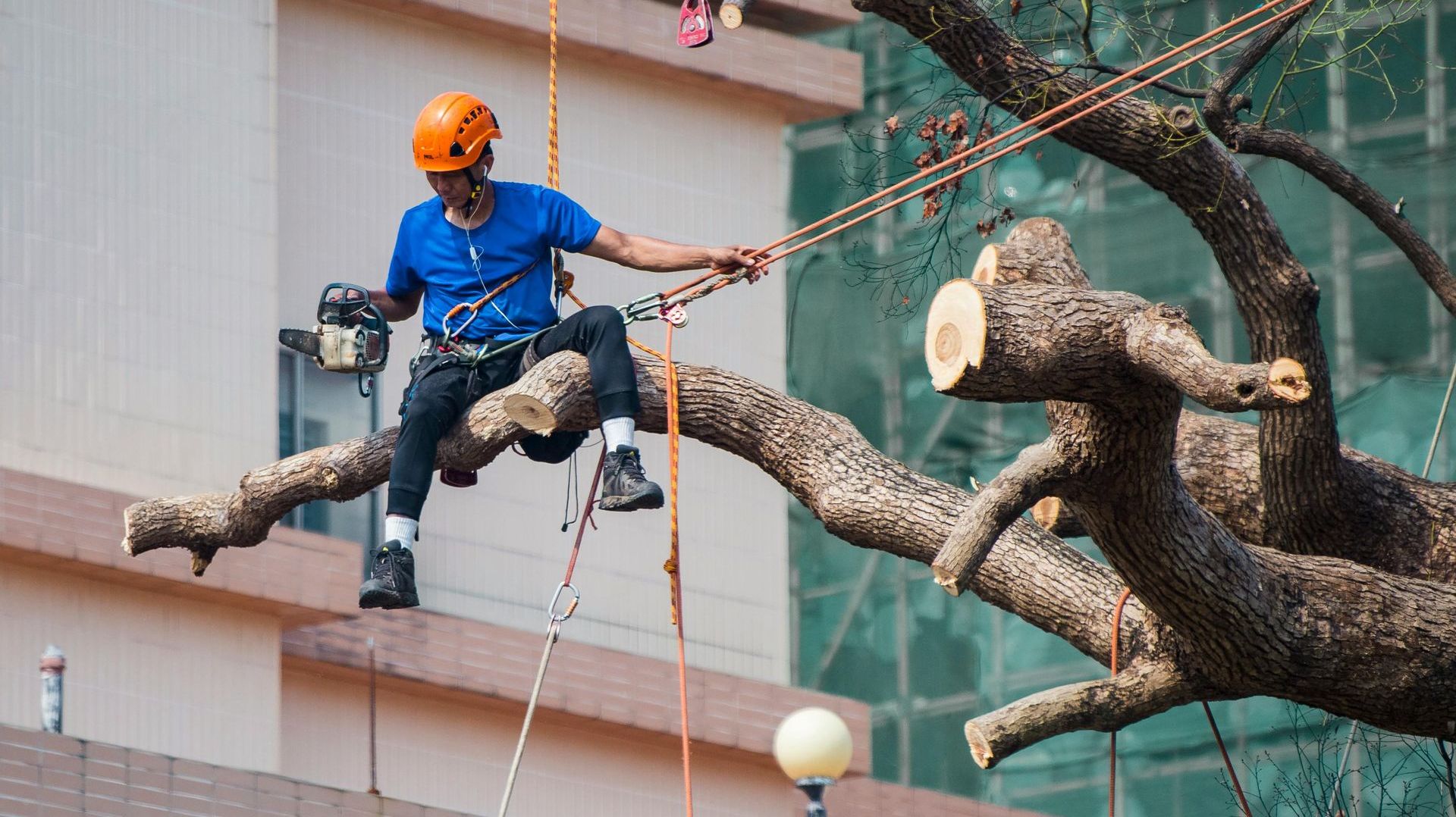 A person is cutting a tree branch with a pair of scissors.