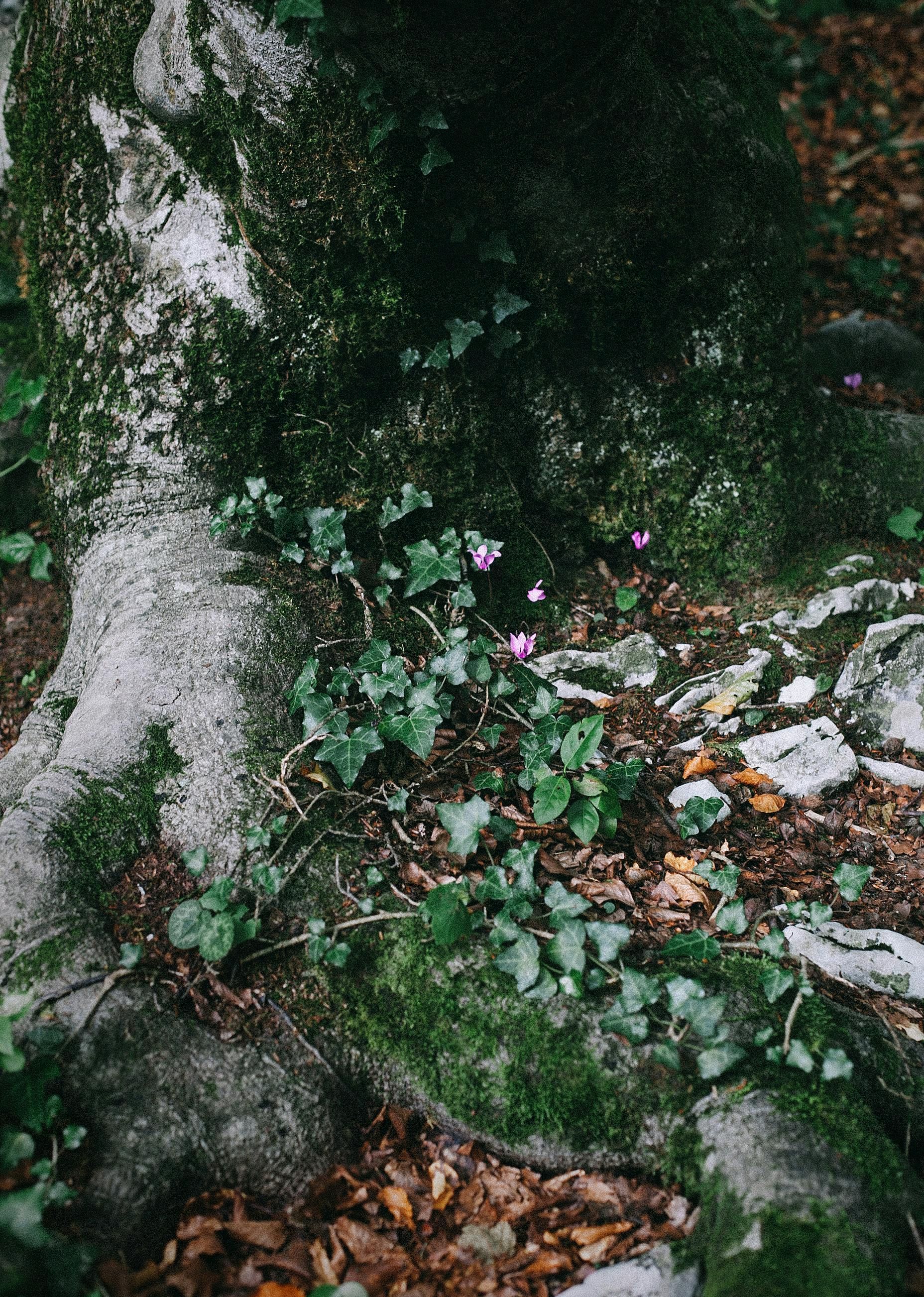 Moss-covered tree roots in a forest setting, with small pink flowers and green foliage scattered around the base.