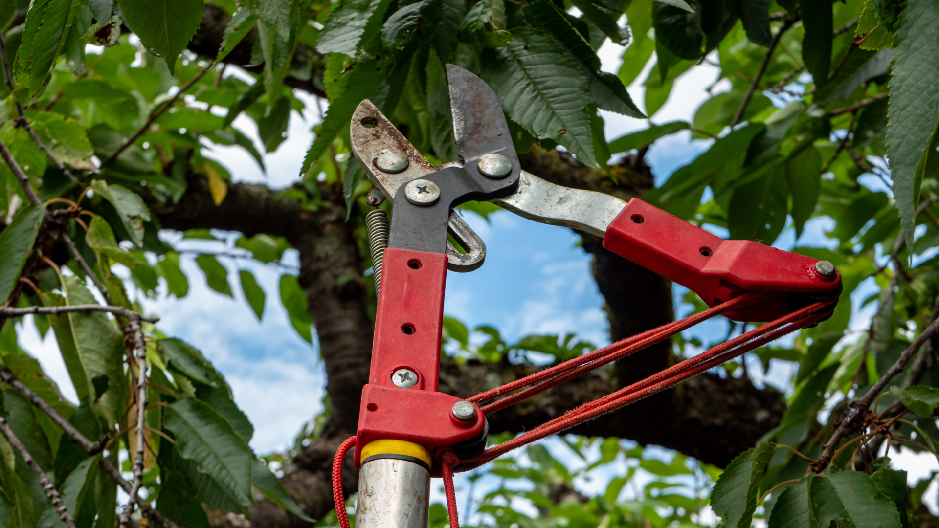 Sustainable Tree Care Practices for Modern Landscapes