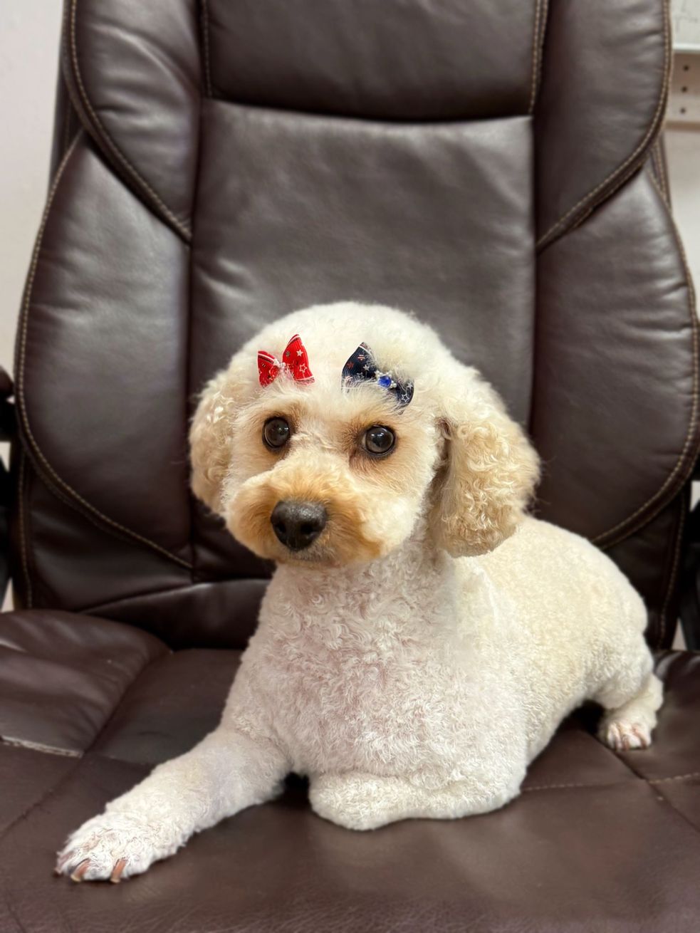 Freshly groomed dog at Moxie's Fur Lounge