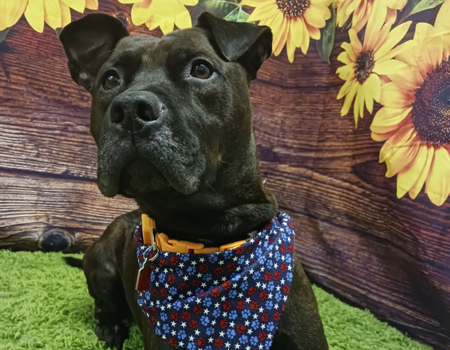 Breed-Specific Haircuts