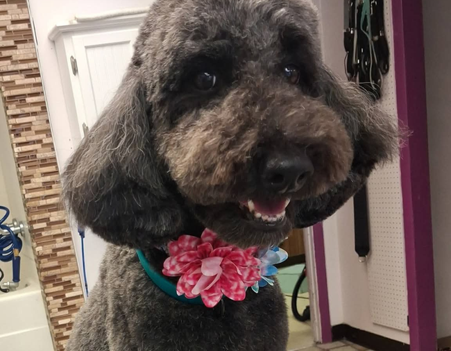 Full-Service Grooming