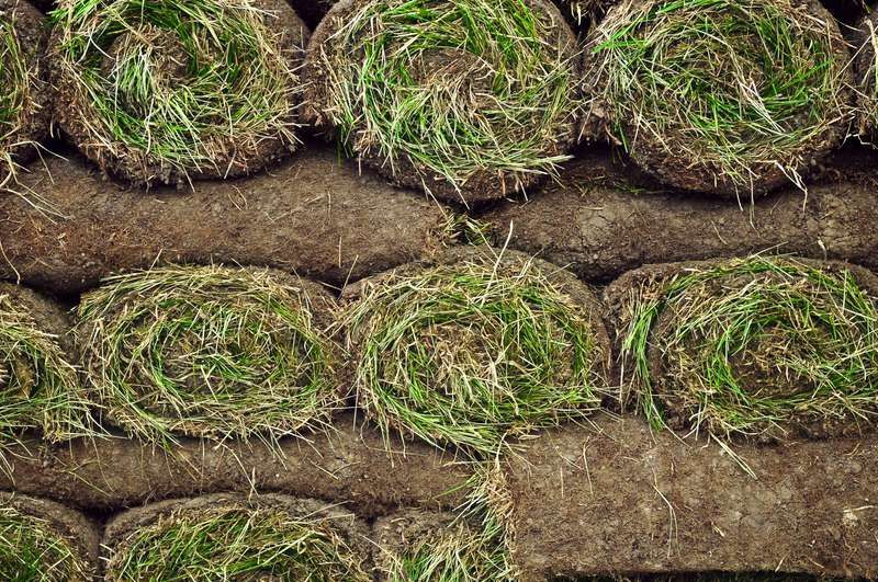 Rows of bundled grass plugs in brown soil, viewed from above