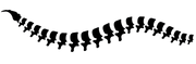 spine