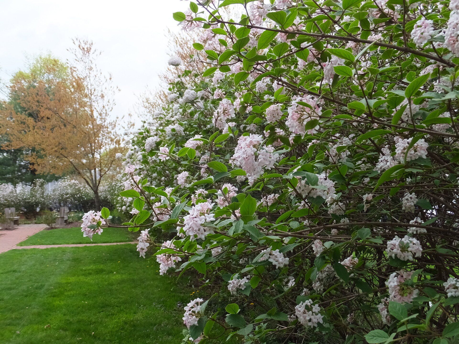 A large bush with clusters of light pink flowers next to a green lawn under a pale, overcast sky.