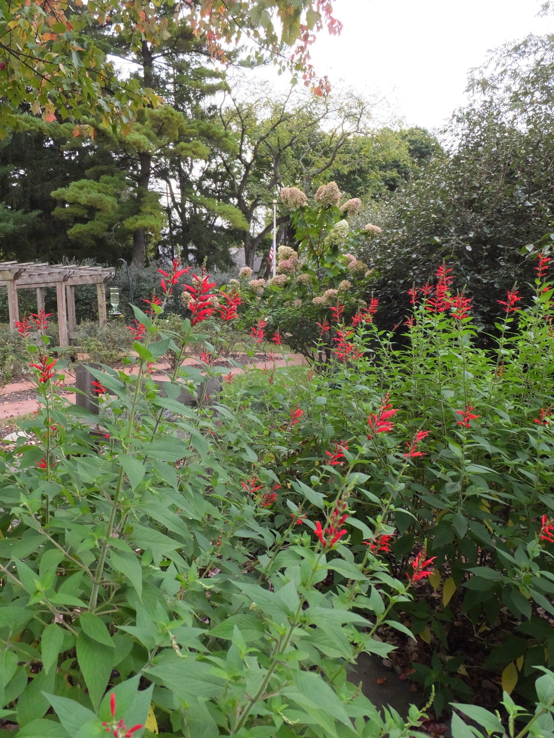 A garden path winding past tall green bushes with vibrant red flowers, with trees and a wooden trellis in the background.