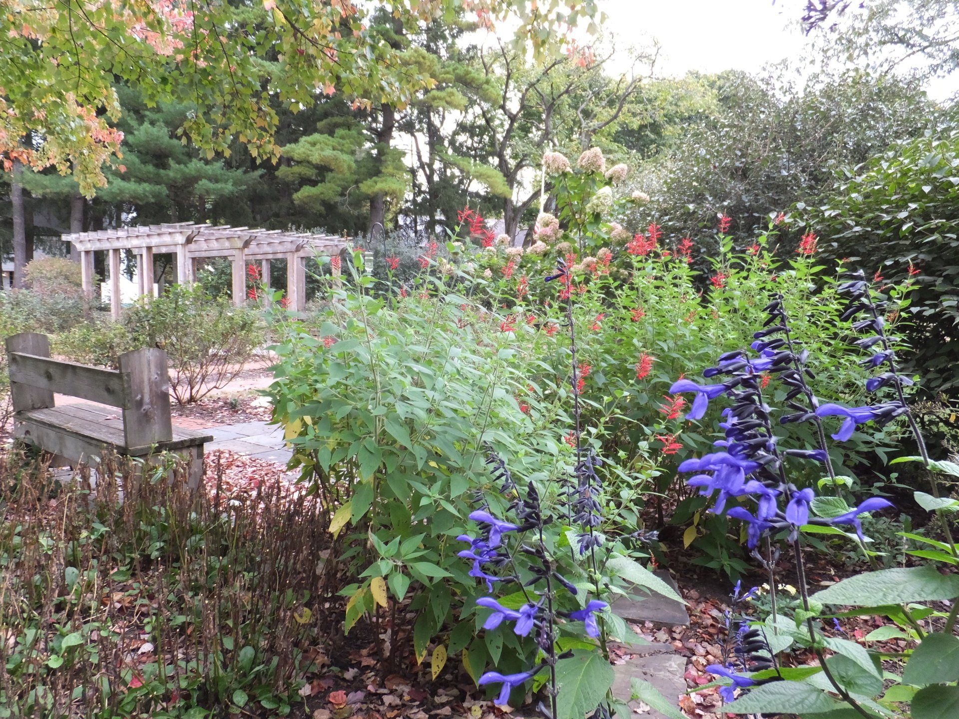 A wooden bench sits in a garden near a wooden pergola, surrounded by lush green foliage and vibrant blue sage flowers.
