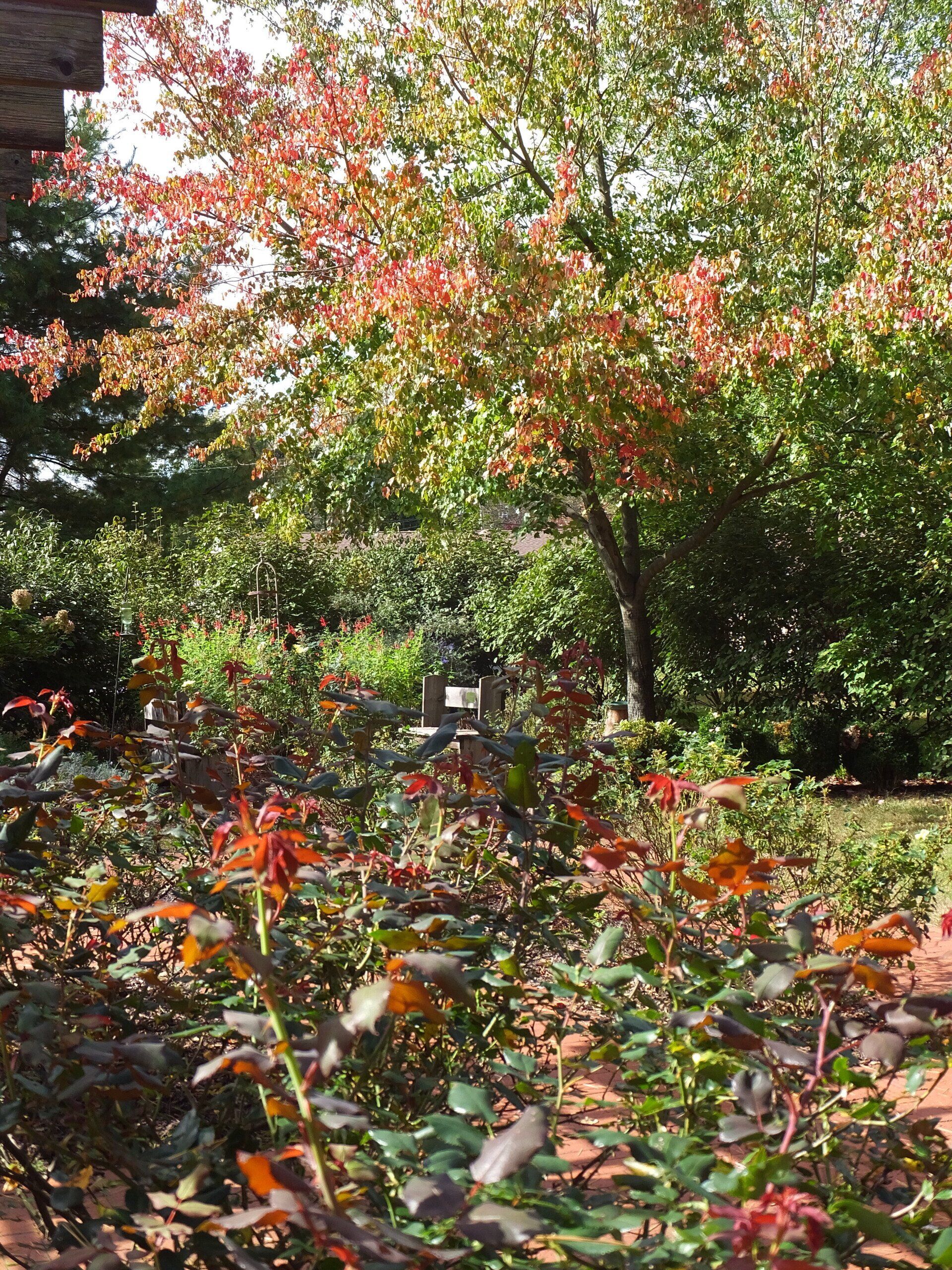 A view of a garden with a lush tree showing early autumn foliage in shades of red and green above a rose bush.