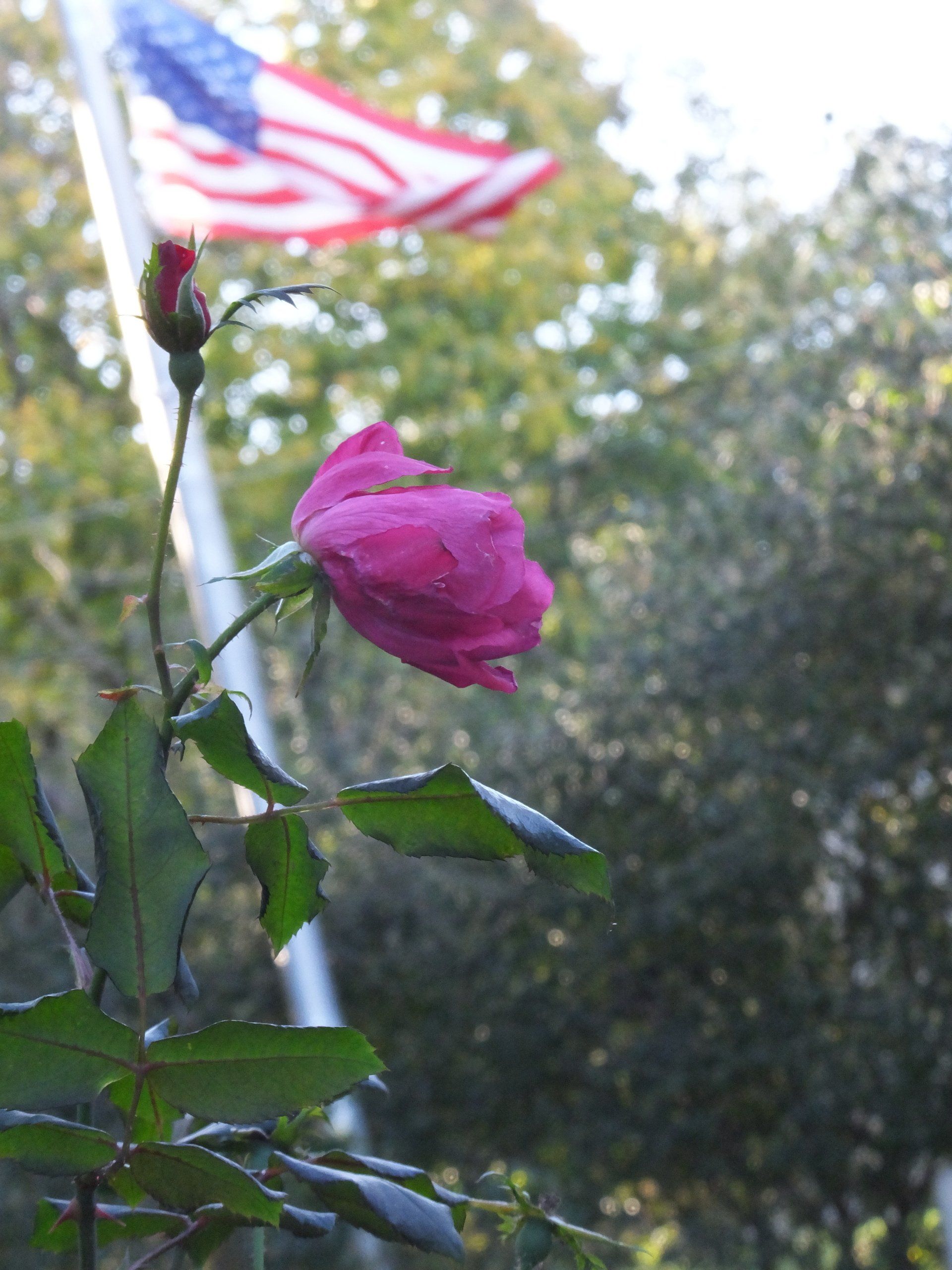 A vibrant pink rose bloom and bud on a stem in the foreground, with an American flag flying in the soft-focus background.