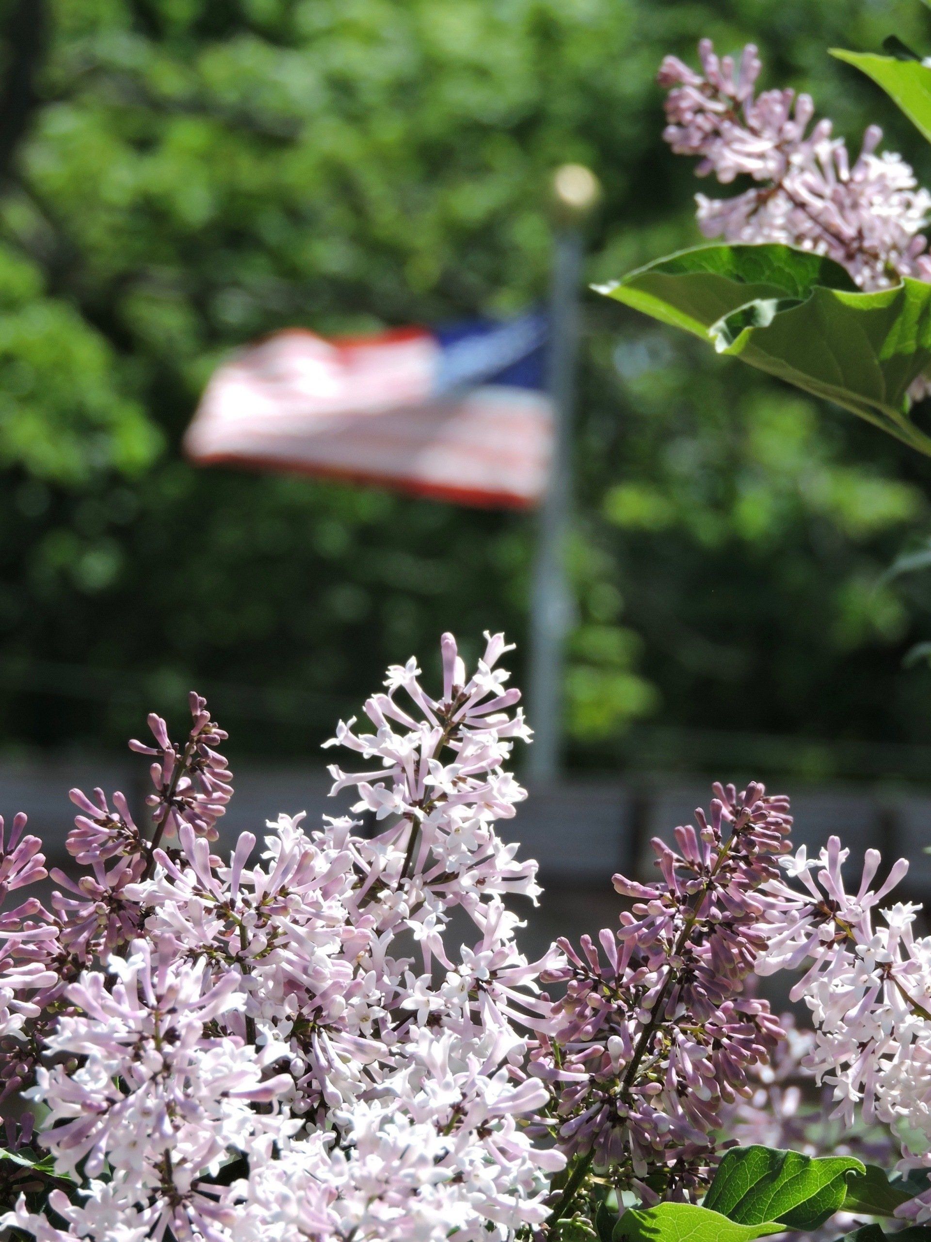 Clusters of light purple lilac blossoms in the foreground with a blurred American flag waving on a pole in the background.