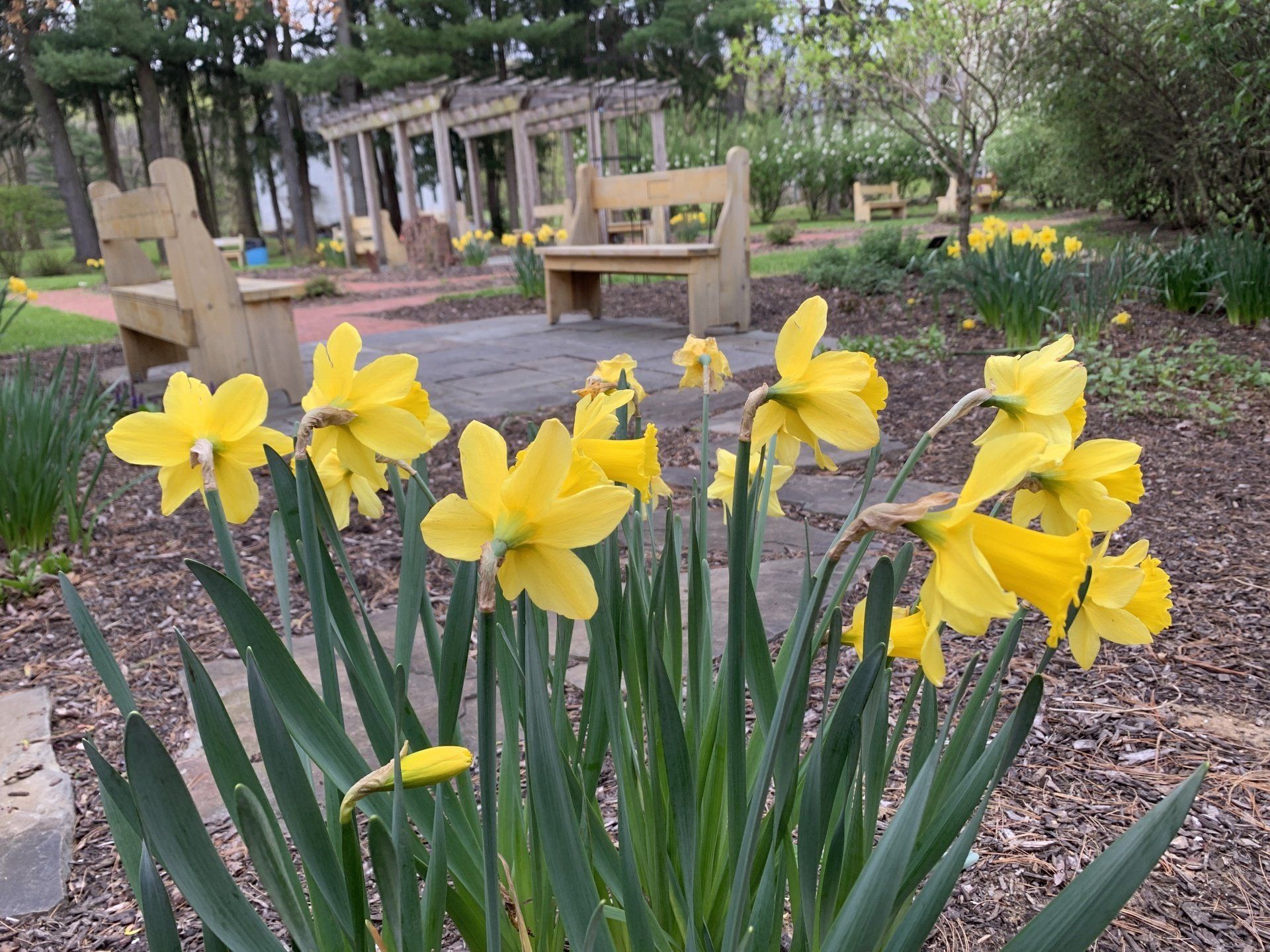 Bright yellow daffodils bloom in the foreground of a park garden with wooden benches and a pergola in the background.