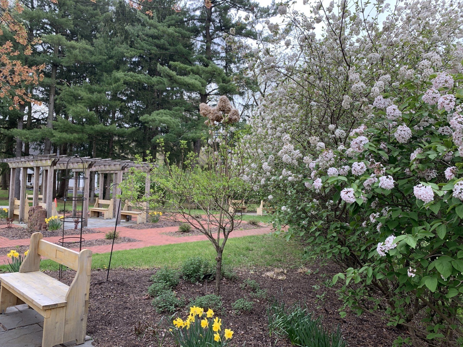 A wooden bench sits in a park with a blooming lilac bush, a red brick pathway, and a wooden pergola in the background.