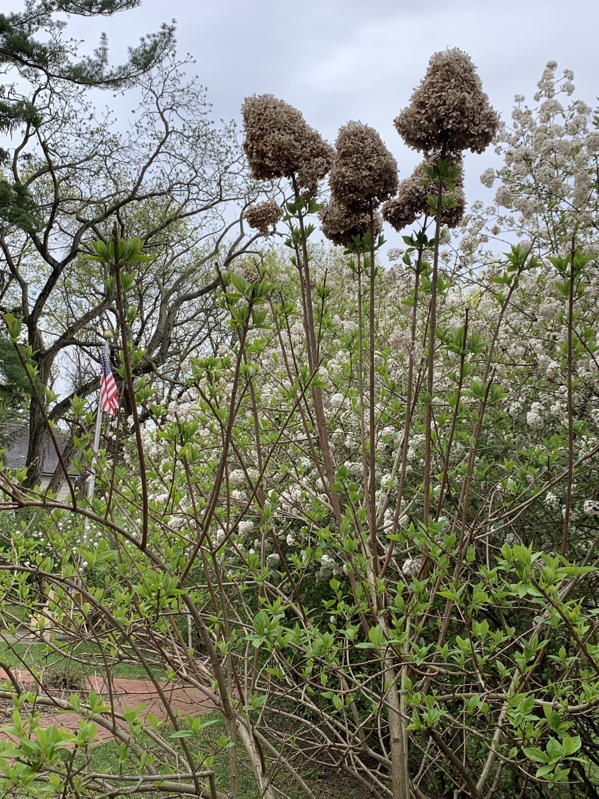 Dried brown hydrangea blooms atop green stems, with a flowering tree and a small American flag in the background.