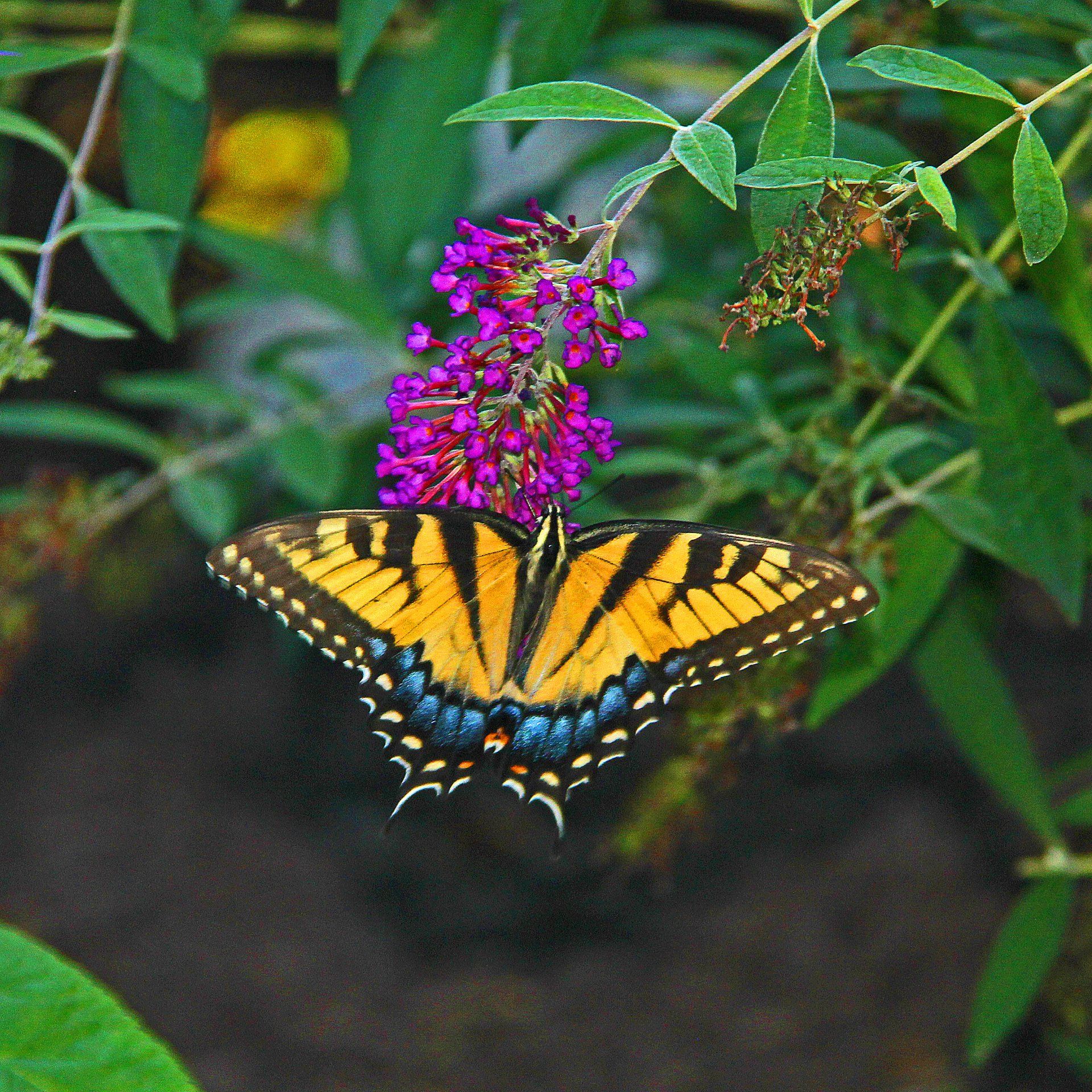A yellow and black tiger swallowtail butterfly perched on a vibrant purple butterfly bush blossom.
