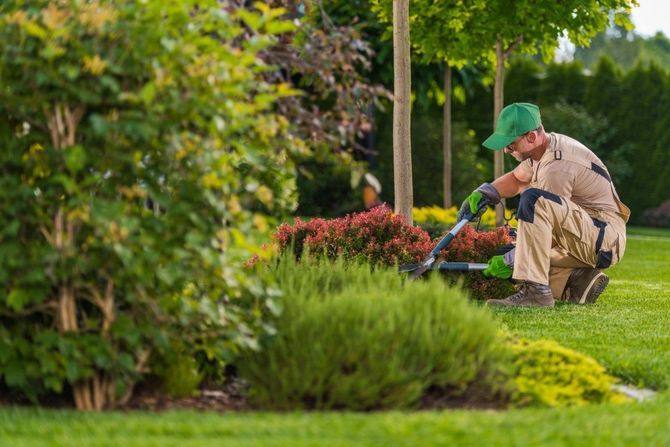 Gardener kneeling to trim plants in a lush green garden with colorful flowers