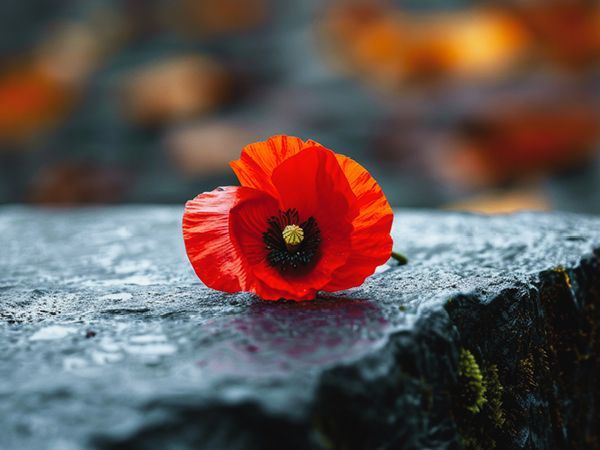 Image of a single red poppy on a black wet rock