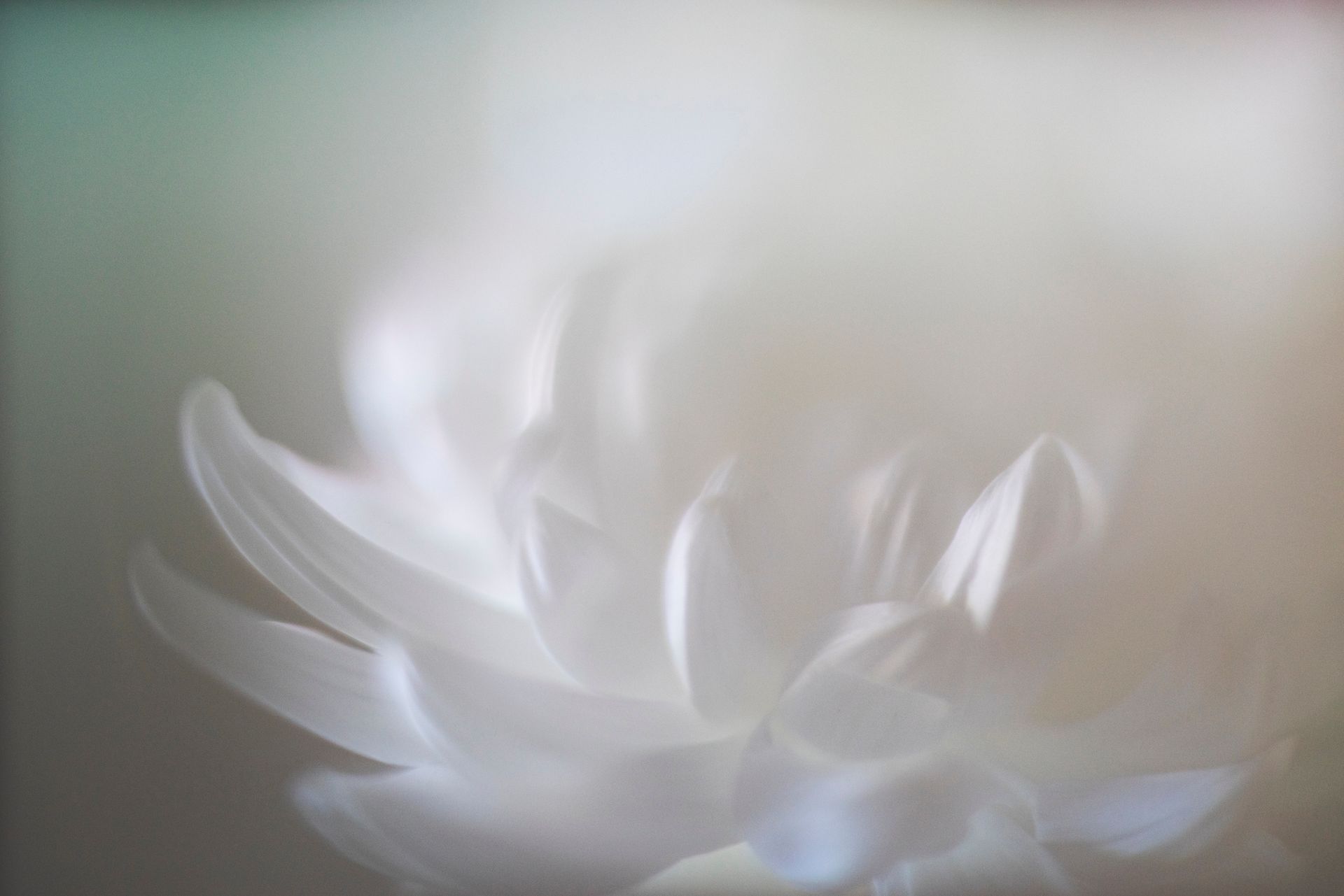 A close up of a white flower with a blurred background.