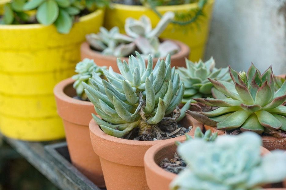 Several small green succulent plants growing inside terracotta pots resting in a row near a large bright yellow pot.