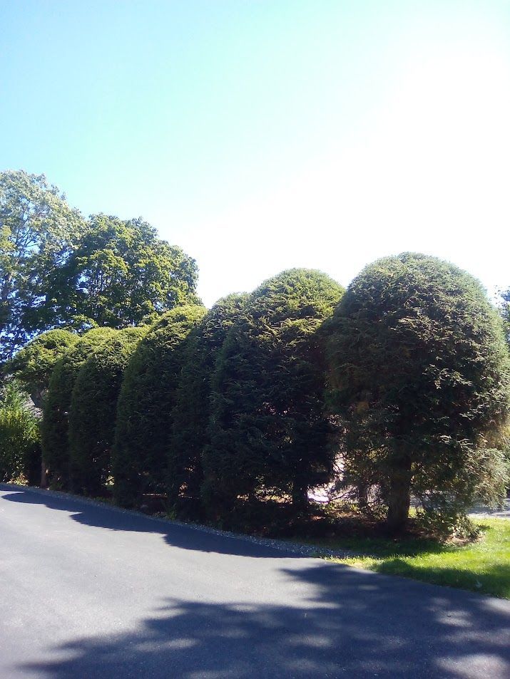 Boxwood
Privet
Yew
Holly
Barberry
Juniper
Euonymus
Spirea
Japanese Holly
Arborvitae
