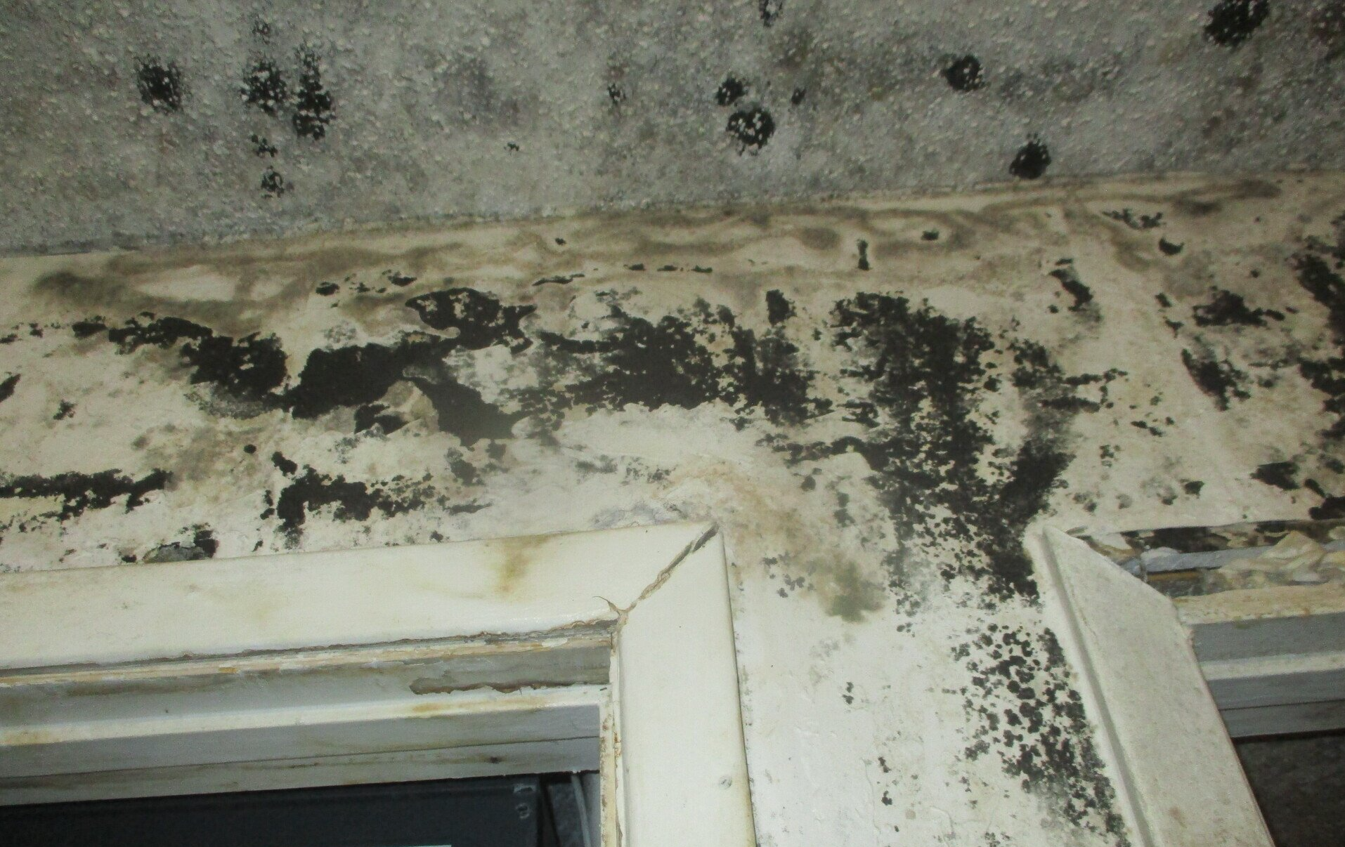 Professional mold removal and remediation for water-damaged drywall in Monroe, NC. IICRC-certified mold testing and cleanup.