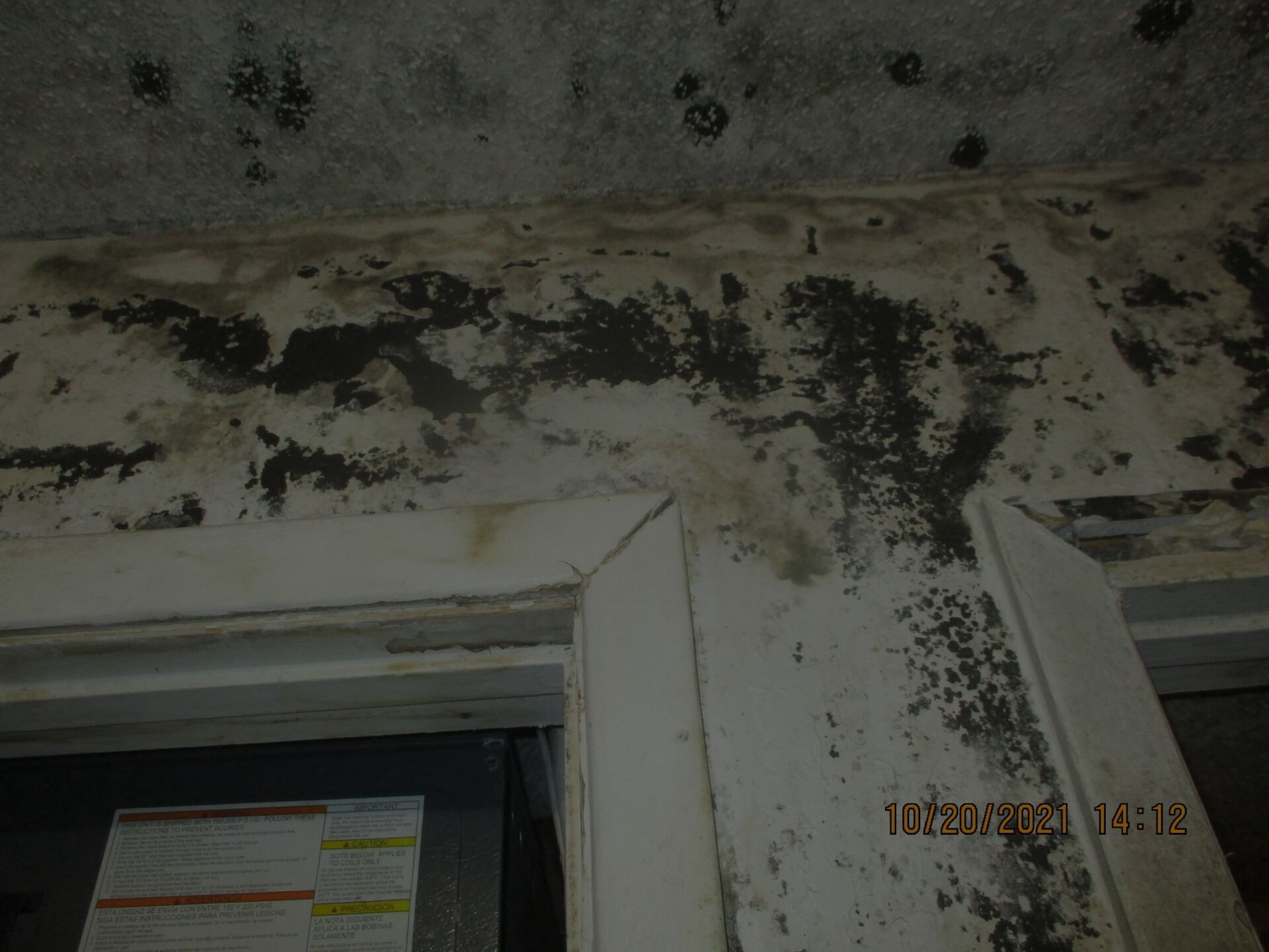 Mold expert removing Molds in the white wall.