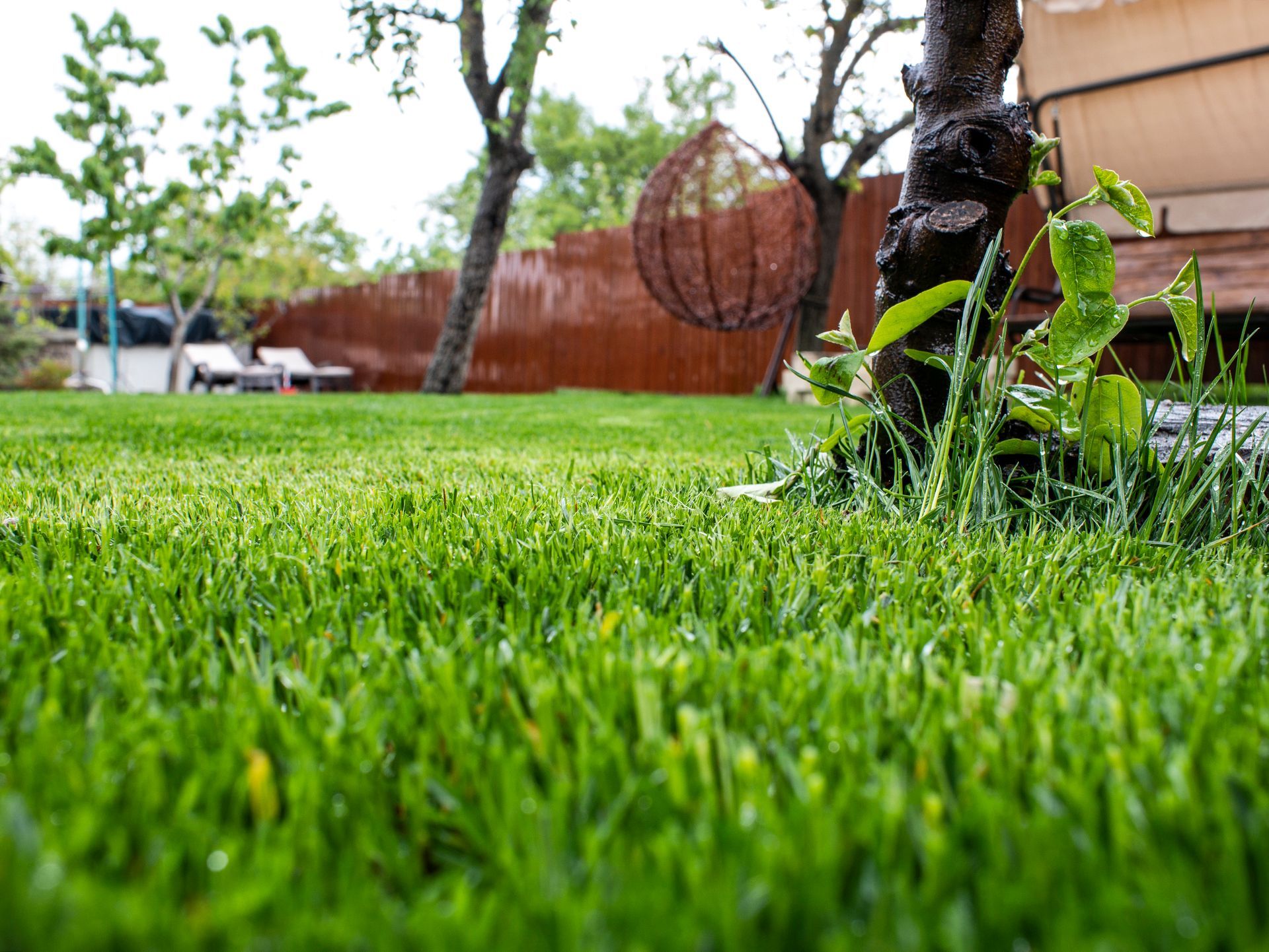 lawn maintenance for summer